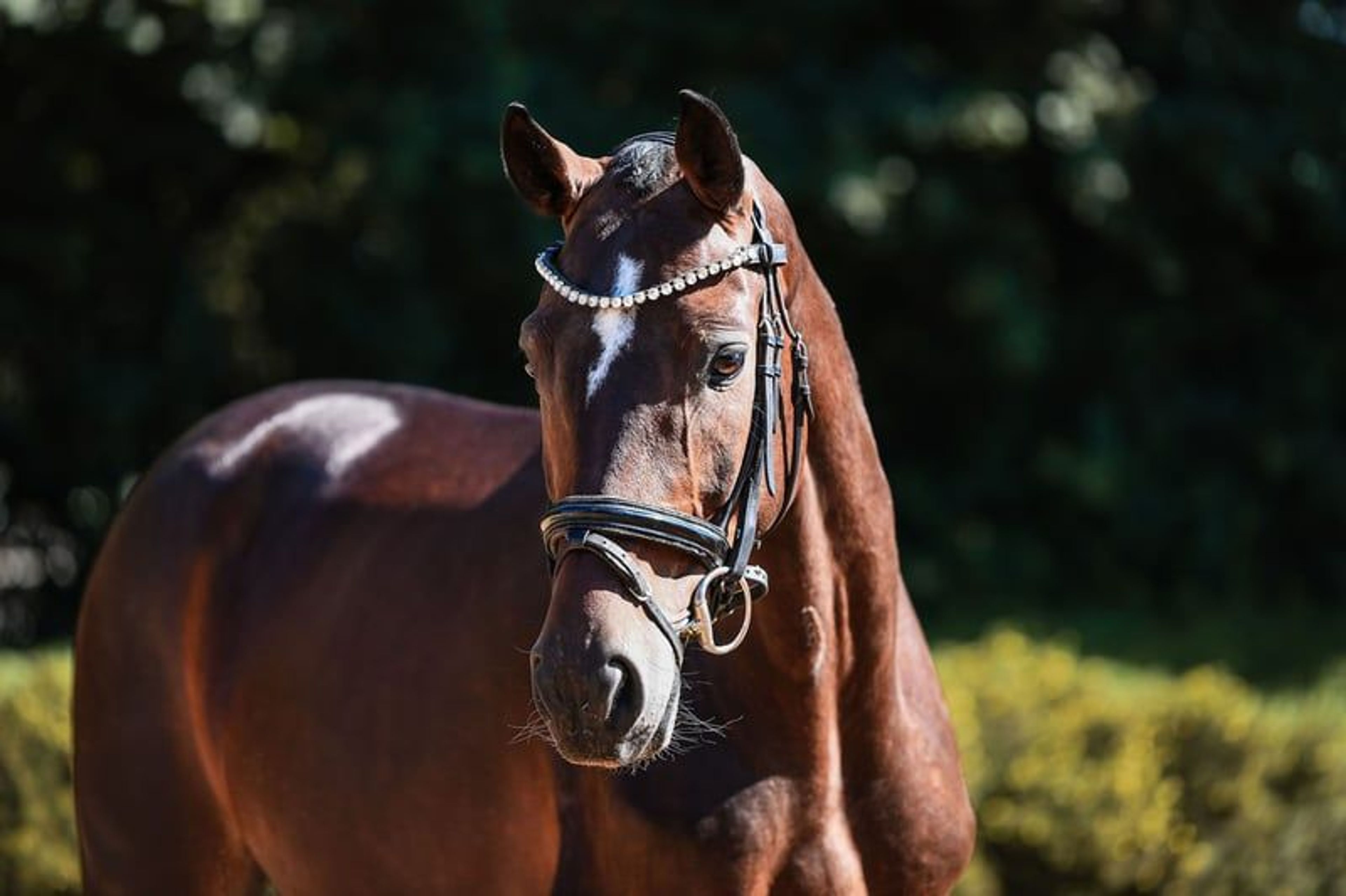 Charming dressage mare from our own breeding program - Image 9