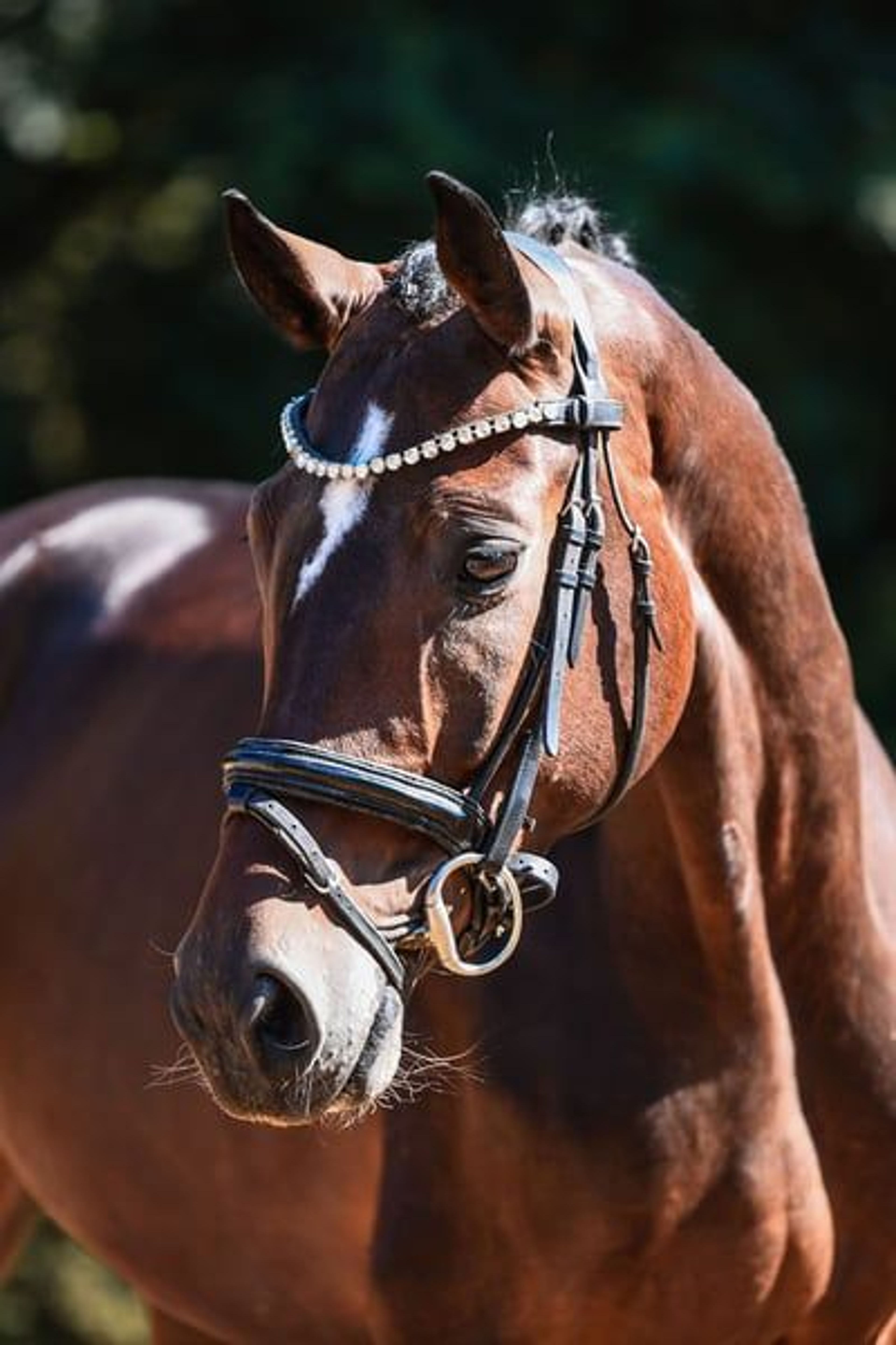 Charming dressage mare from our own breeding program - Image 10