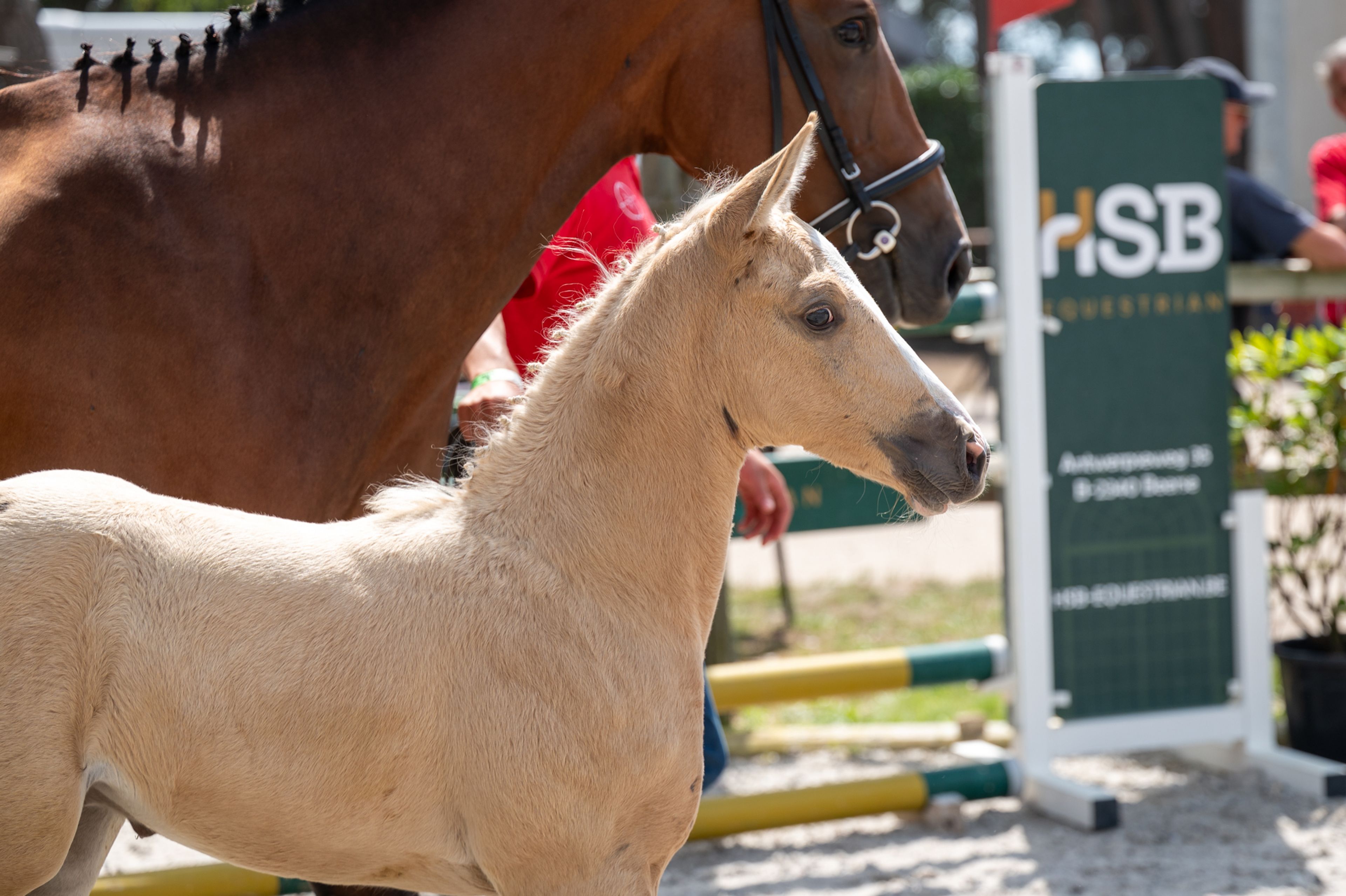 Dax AK (WHITE DREAM GF x QUANTO CURO VH BLOEMENHOF) - Image 2