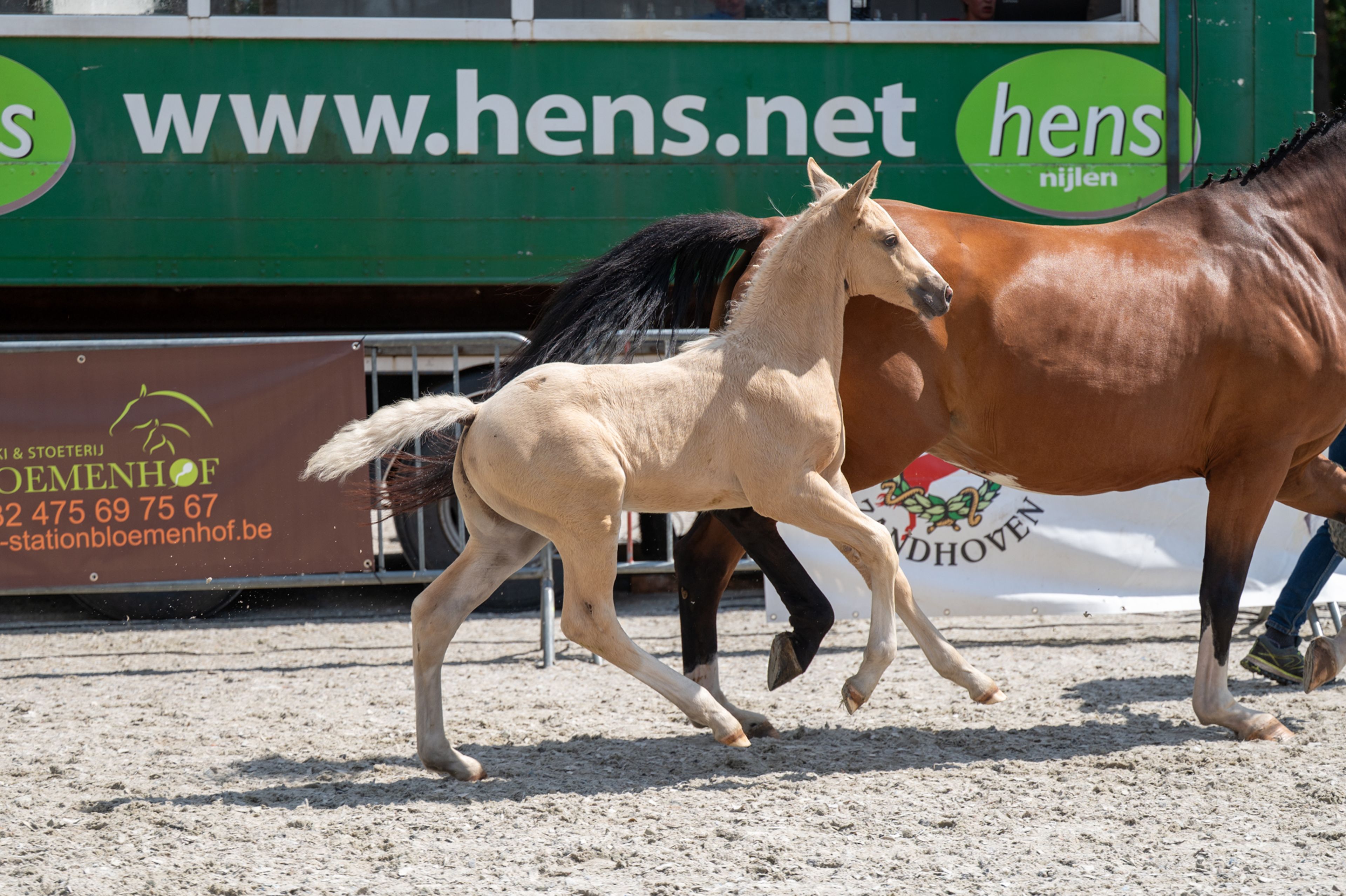Dax AK (WHITE DREAM GF x QUANTO CURO VH BLOEMENHOF) - Image 3
