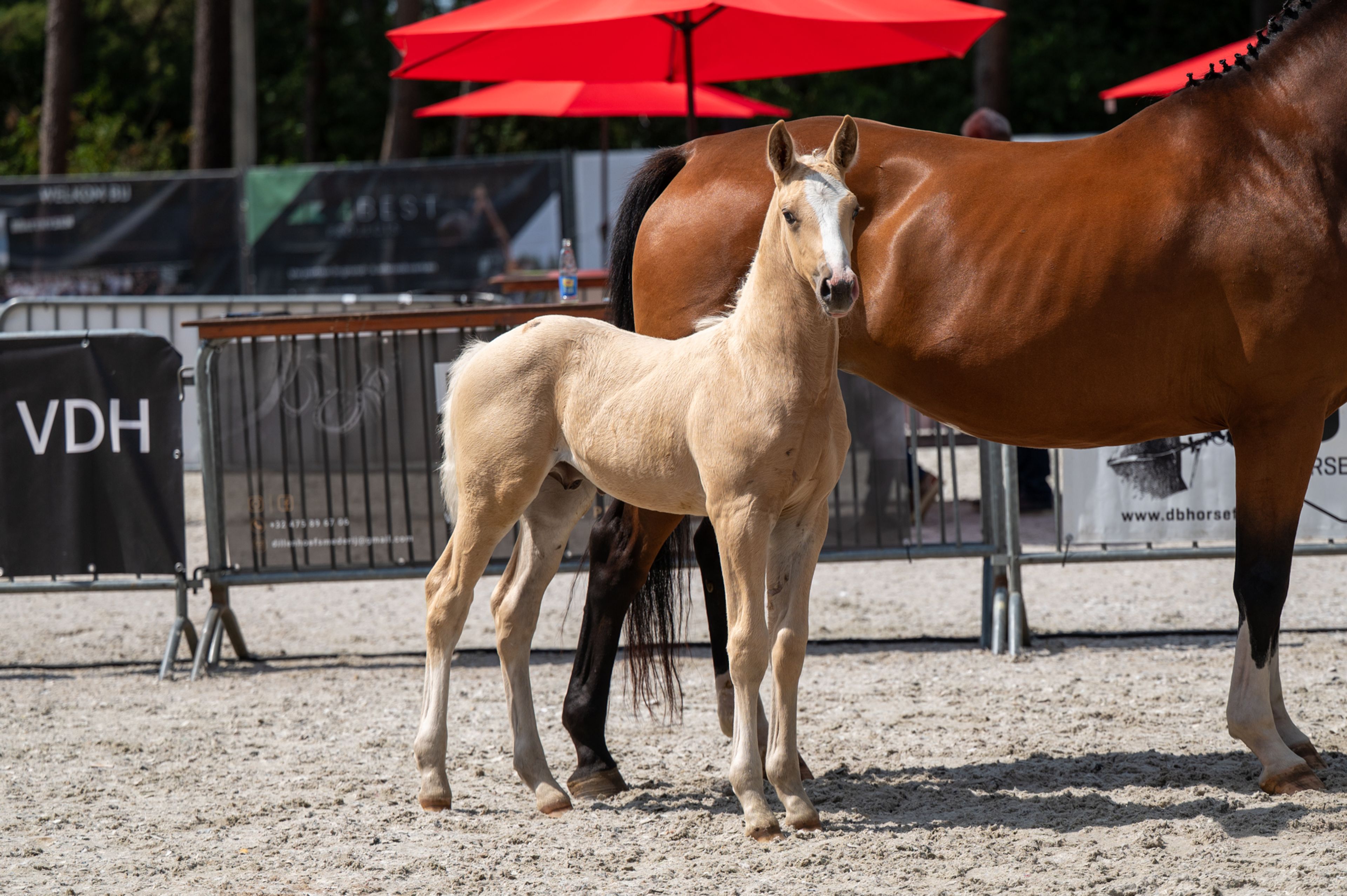 Dax AK (WHITE DREAM GF x QUANTO CURO VH BLOEMENHOF) - Image 4