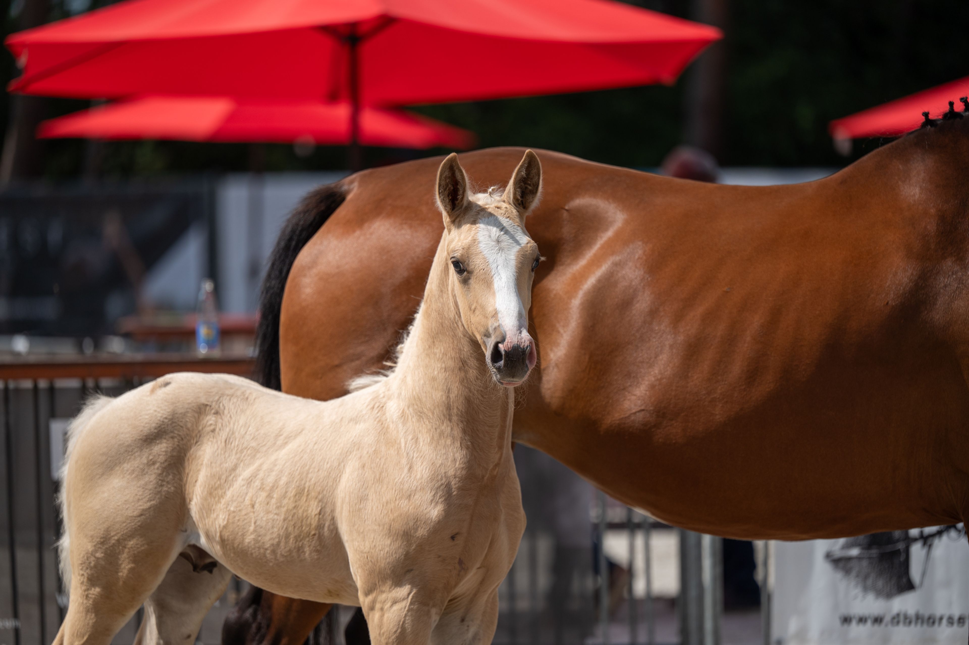 Dax AK (WHITE DREAM GF x QUANTO CURO VH BLOEMENHOF) - Image 5