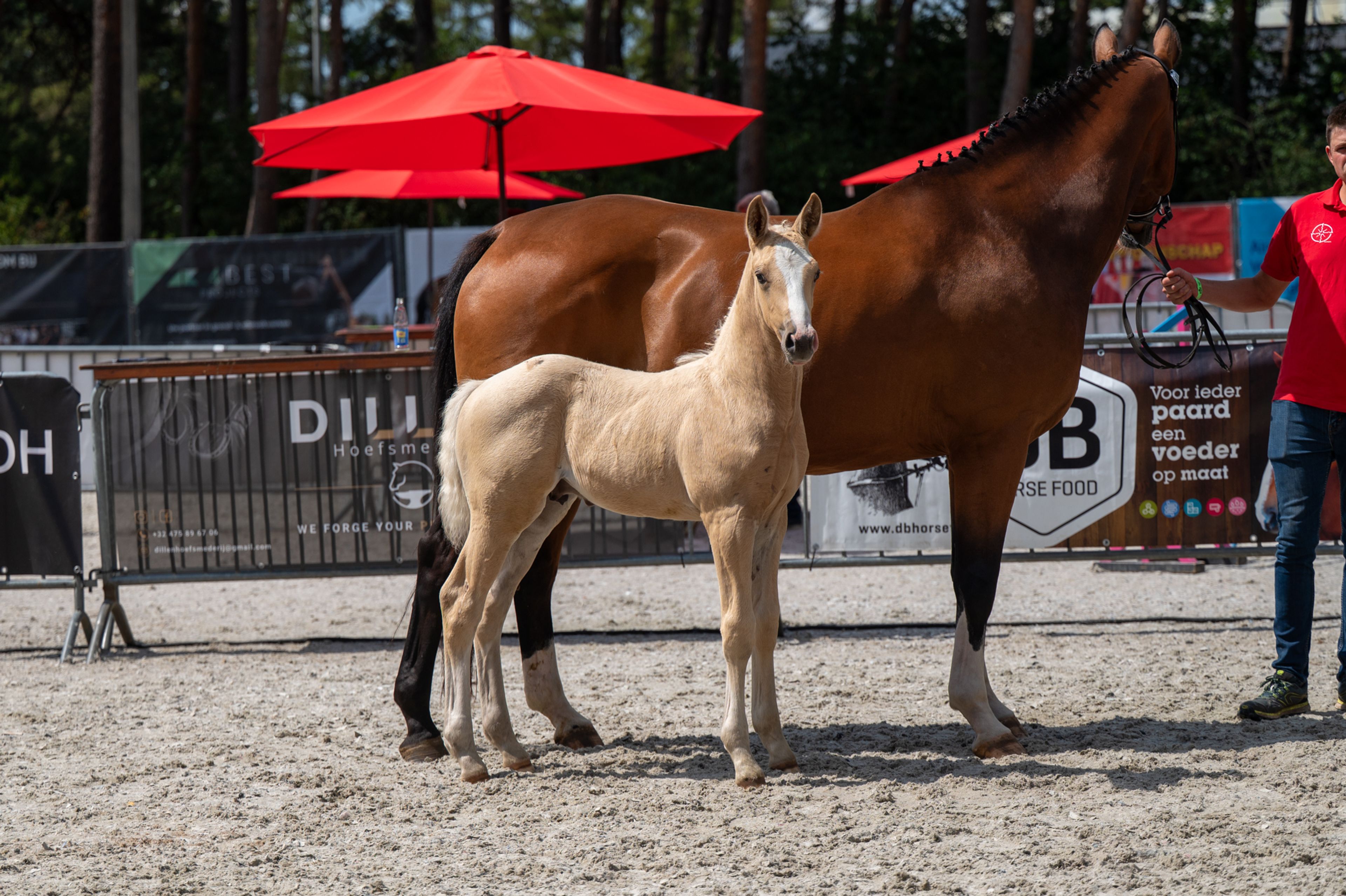 Dax AK (WHITE DREAM GF x QUANTO CURO VH BLOEMENHOF) - Image 6