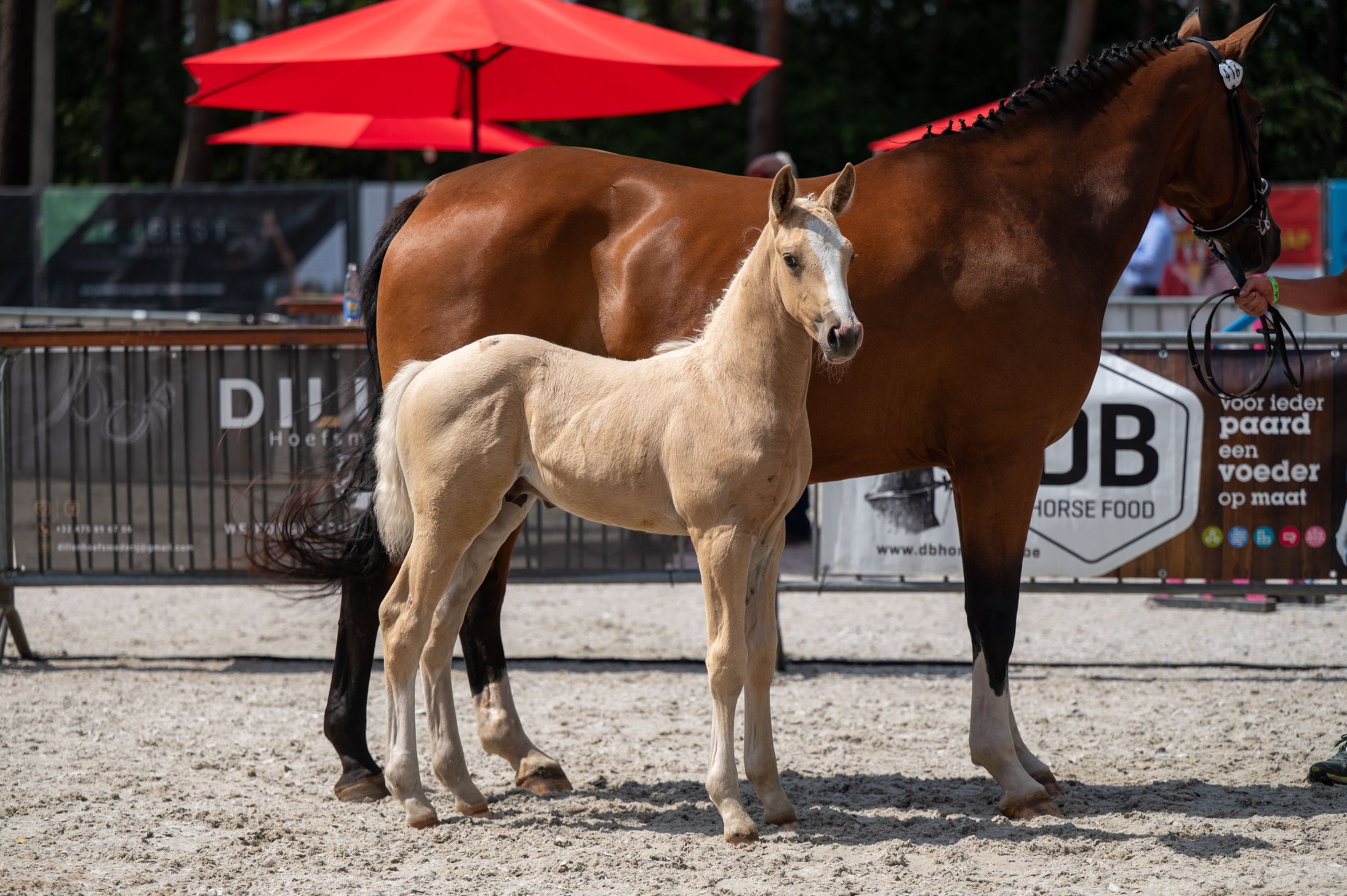 Dax AK (WHITE DREAM GF x QUANTO CURO VH BLOEMENHOF) - Image 7