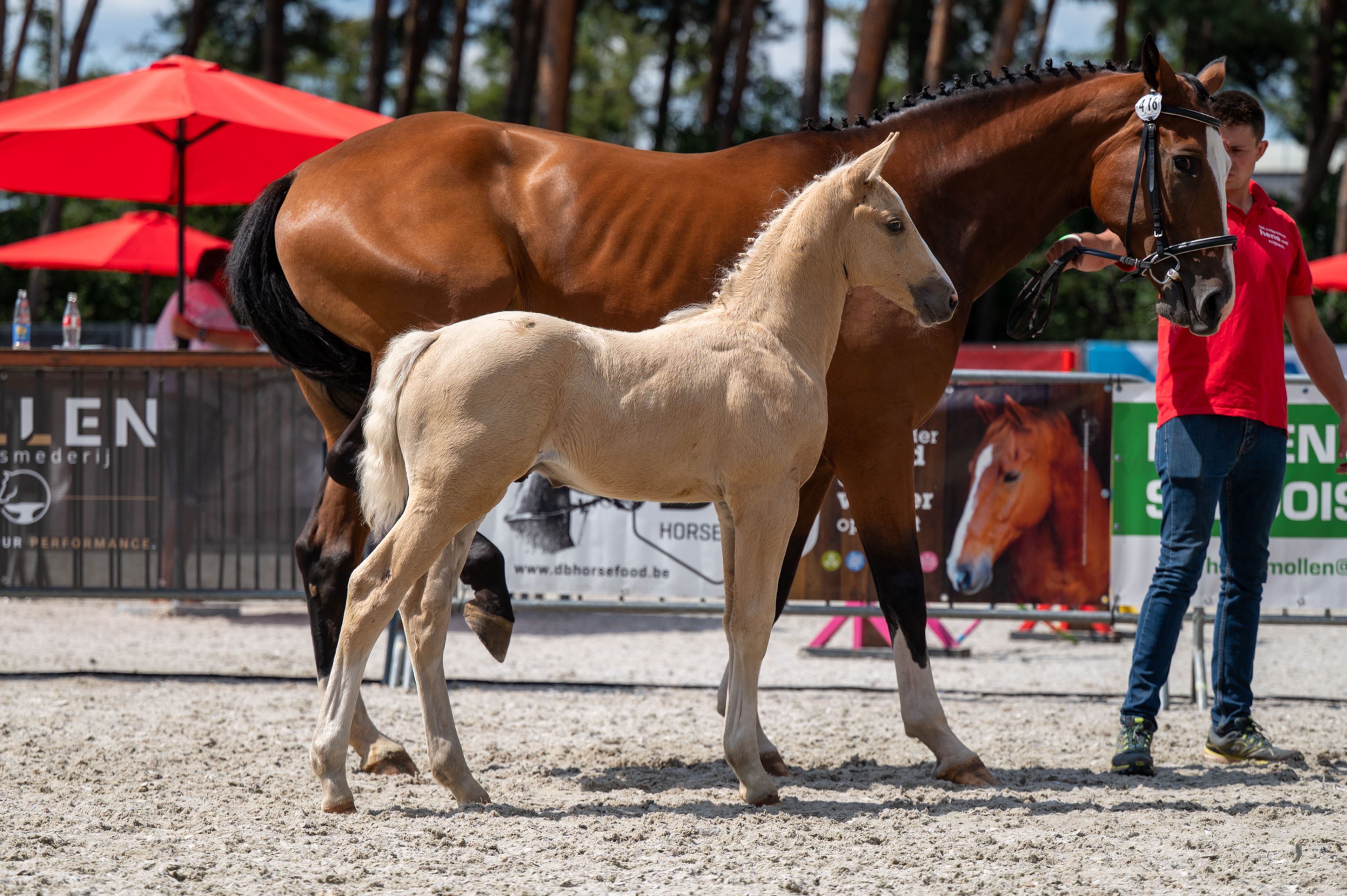Dax AK (WHITE DREAM GF x QUANTO CURO VH BLOEMENHOF) - Image 8