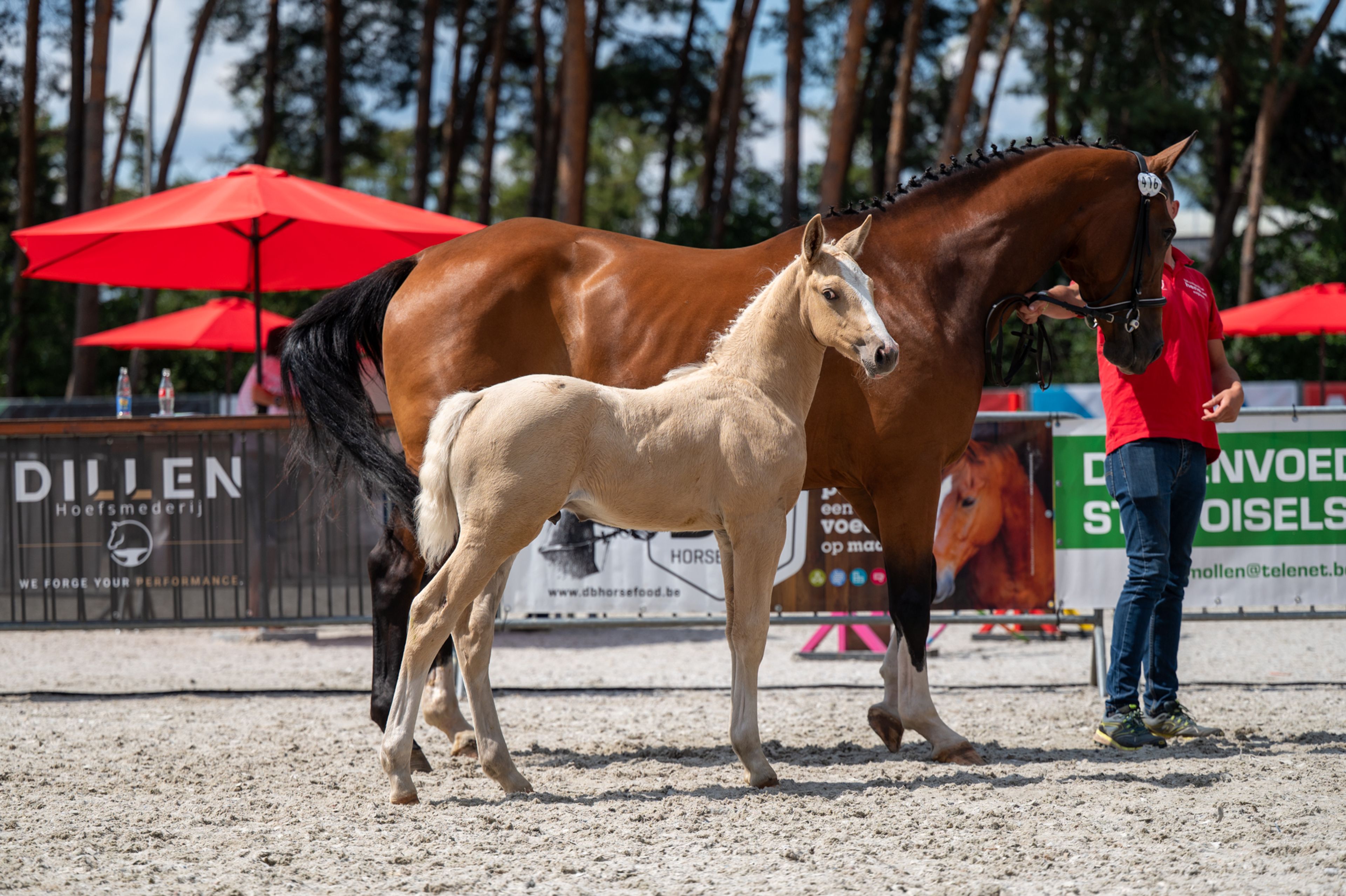 Dax AK (WHITE DREAM GF x QUANTO CURO VH BLOEMENHOF) - Image 9