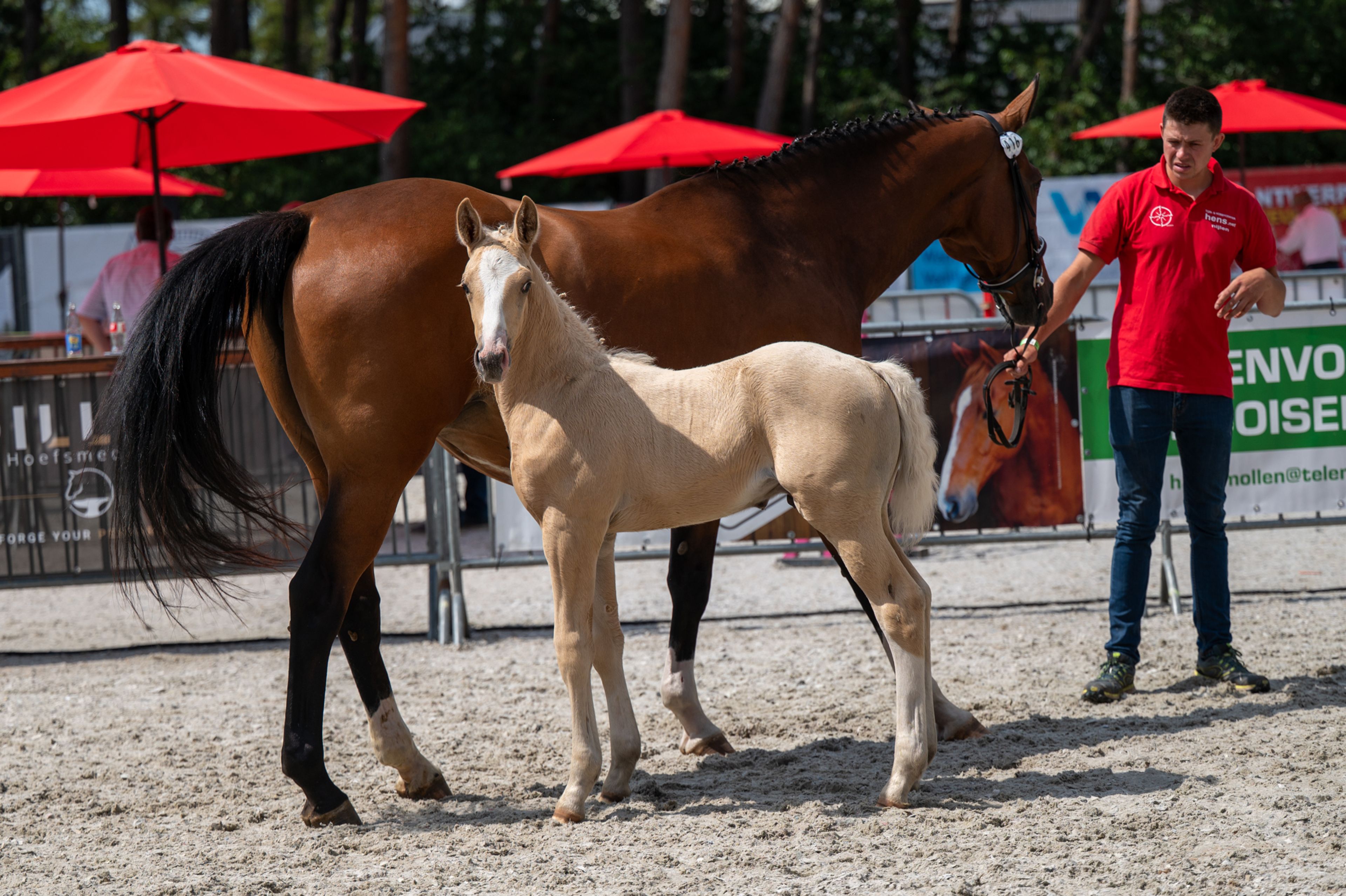 Dax AK (WHITE DREAM GF x QUANTO CURO VH BLOEMENHOF) - Image 10