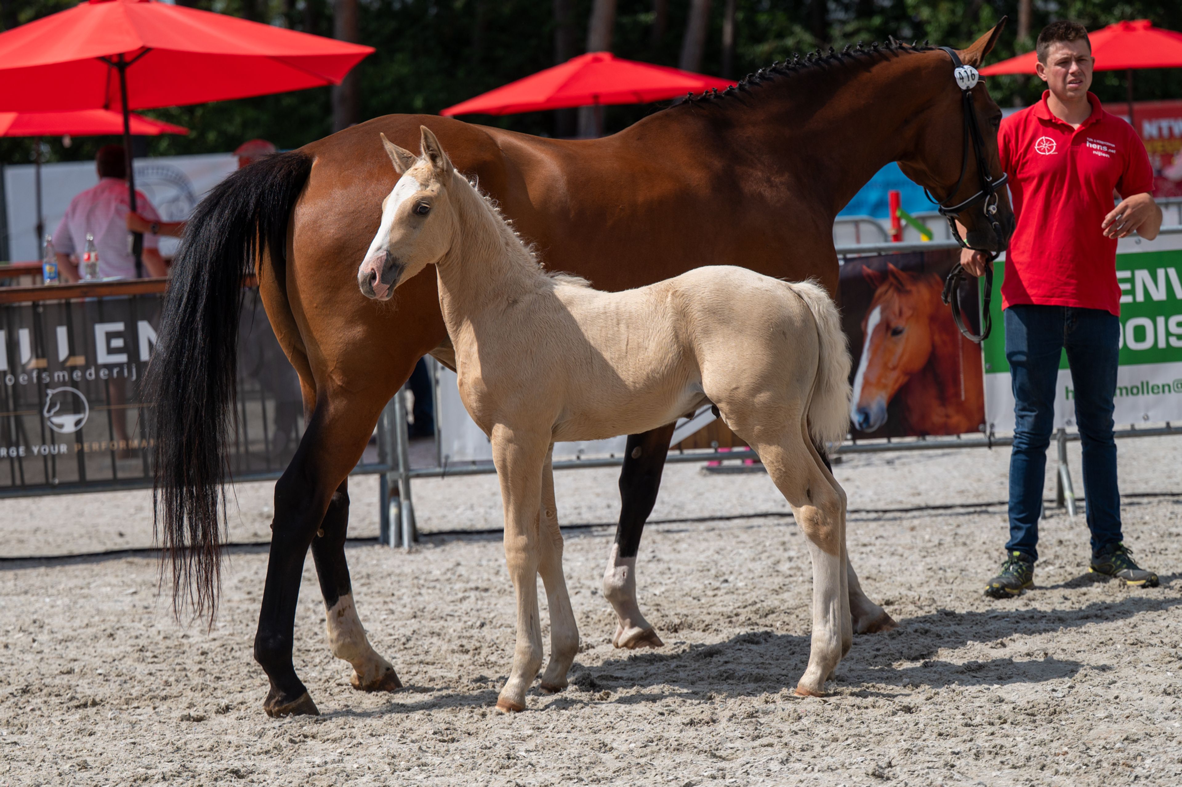 Dax AK (WHITE DREAM GF x QUANTO CURO VH BLOEMENHOF) - Image 11