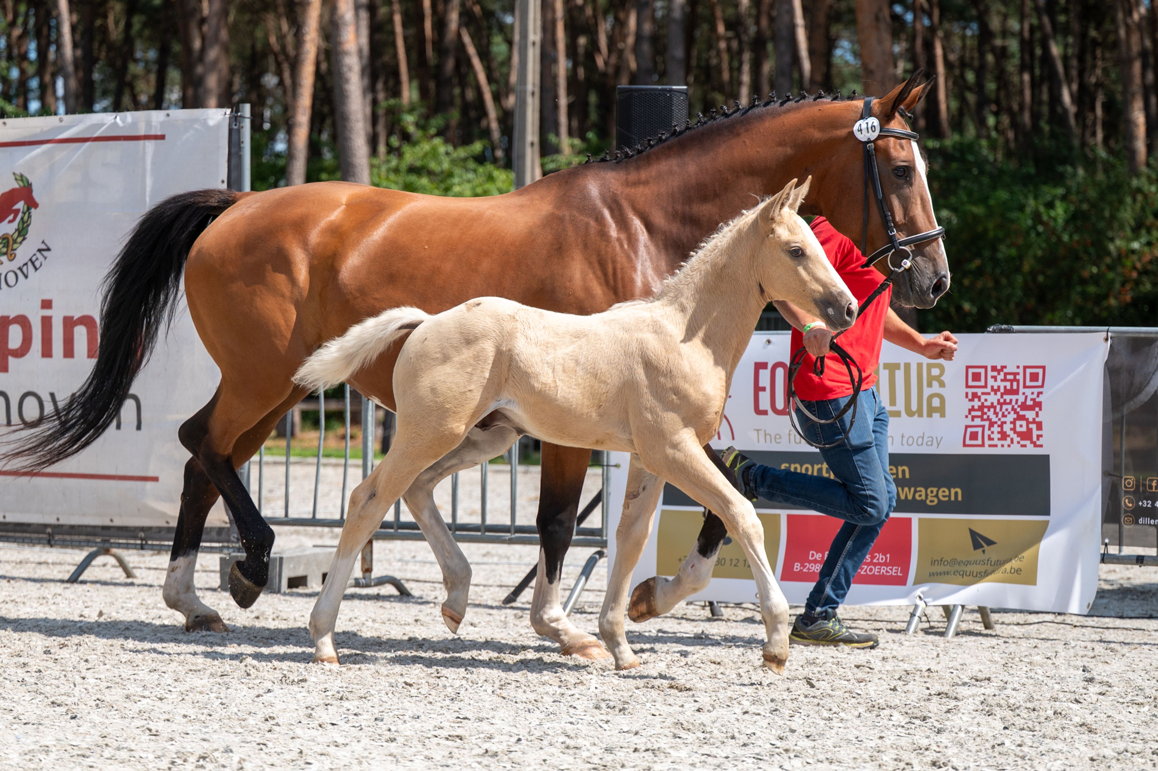 Dax AK (WHITE DREAM GF x QUANTO CURO VH BLOEMENHOF) - Image 12