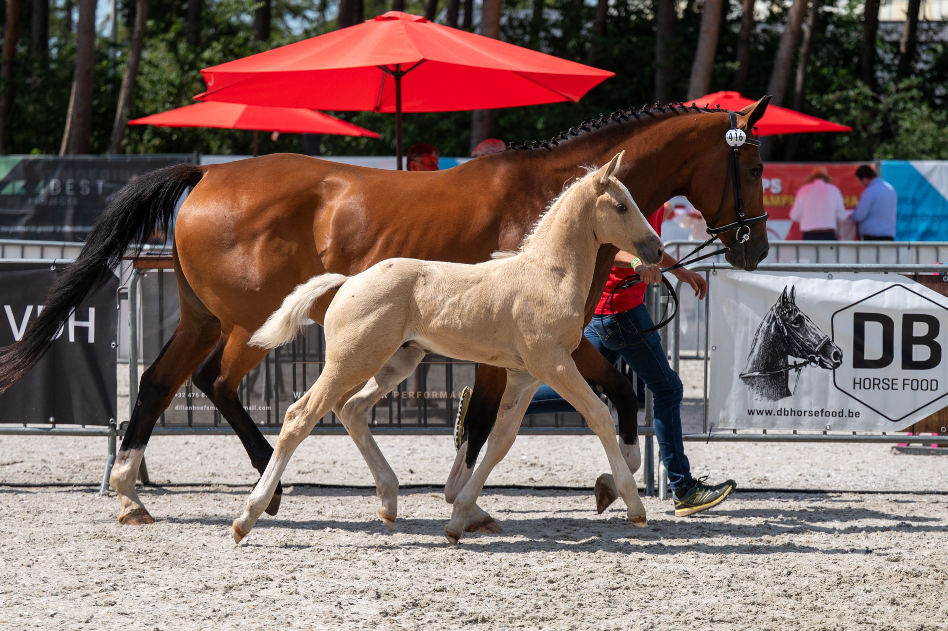 Dax AK (WHITE DREAM GF x QUANTO CURO VH BLOEMENHOF) - Image 13