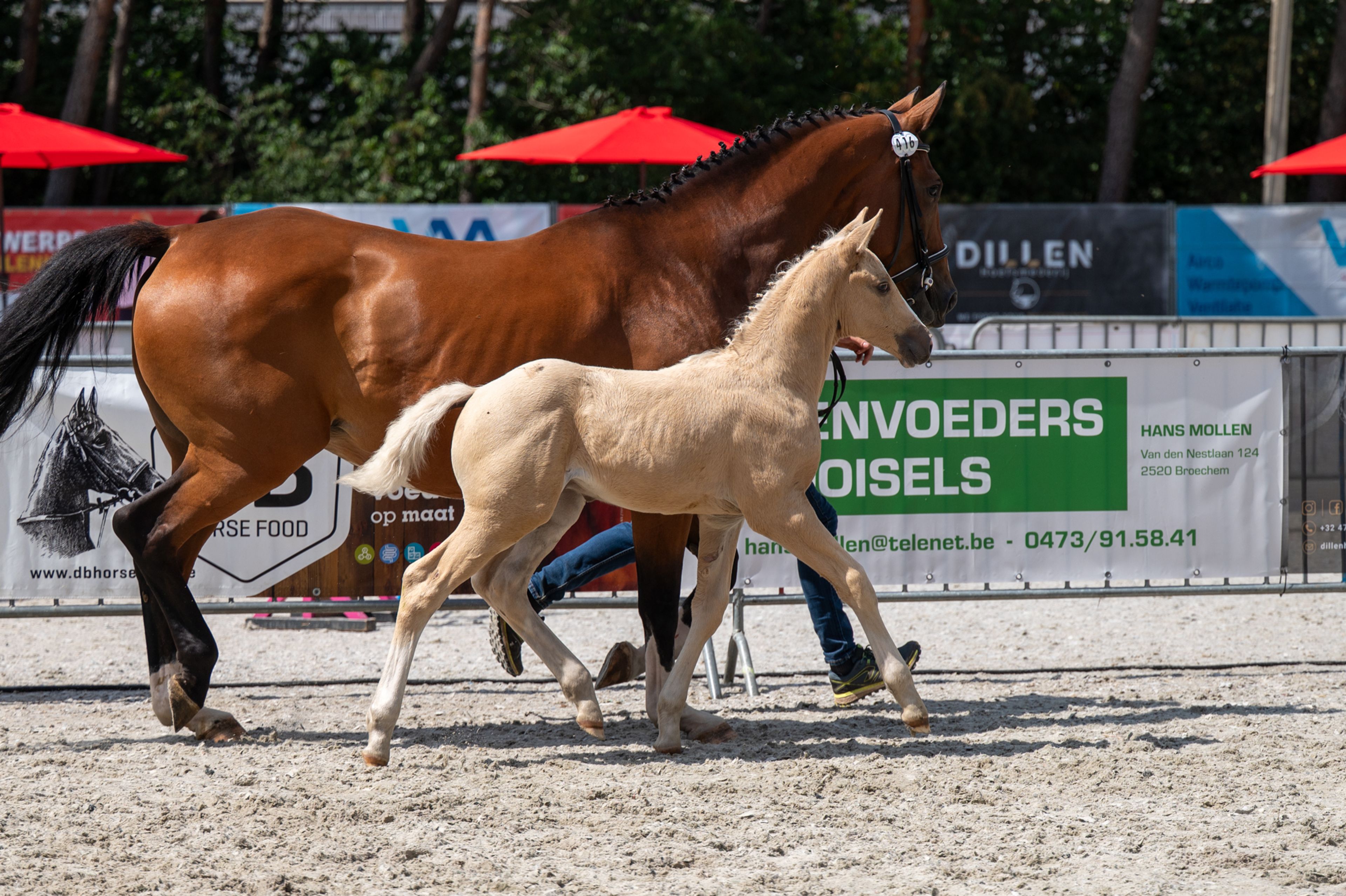 Dax AK (WHITE DREAM GF x QUANTO CURO VH BLOEMENHOF) - Image 14
