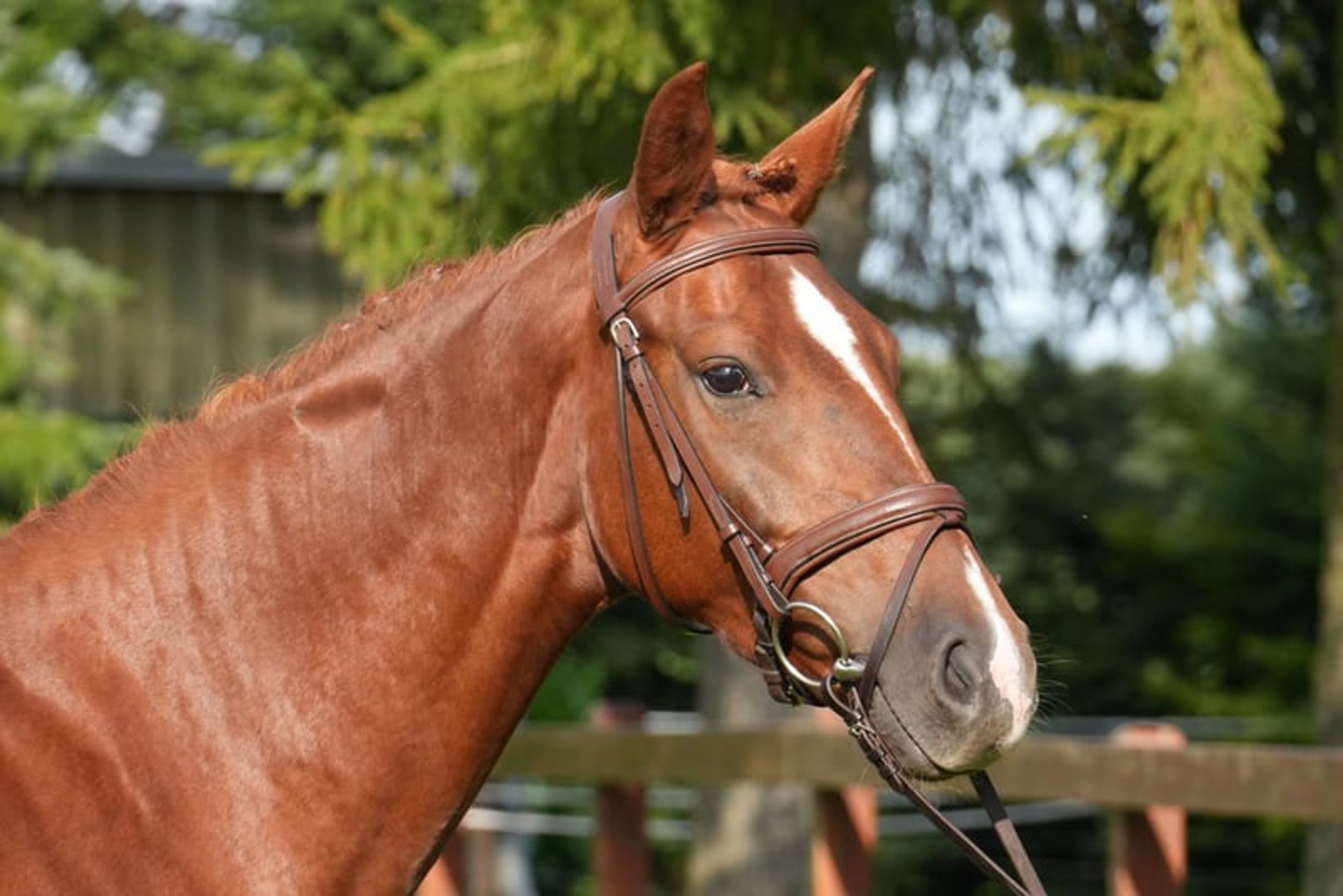Energetic and Athletic Mare