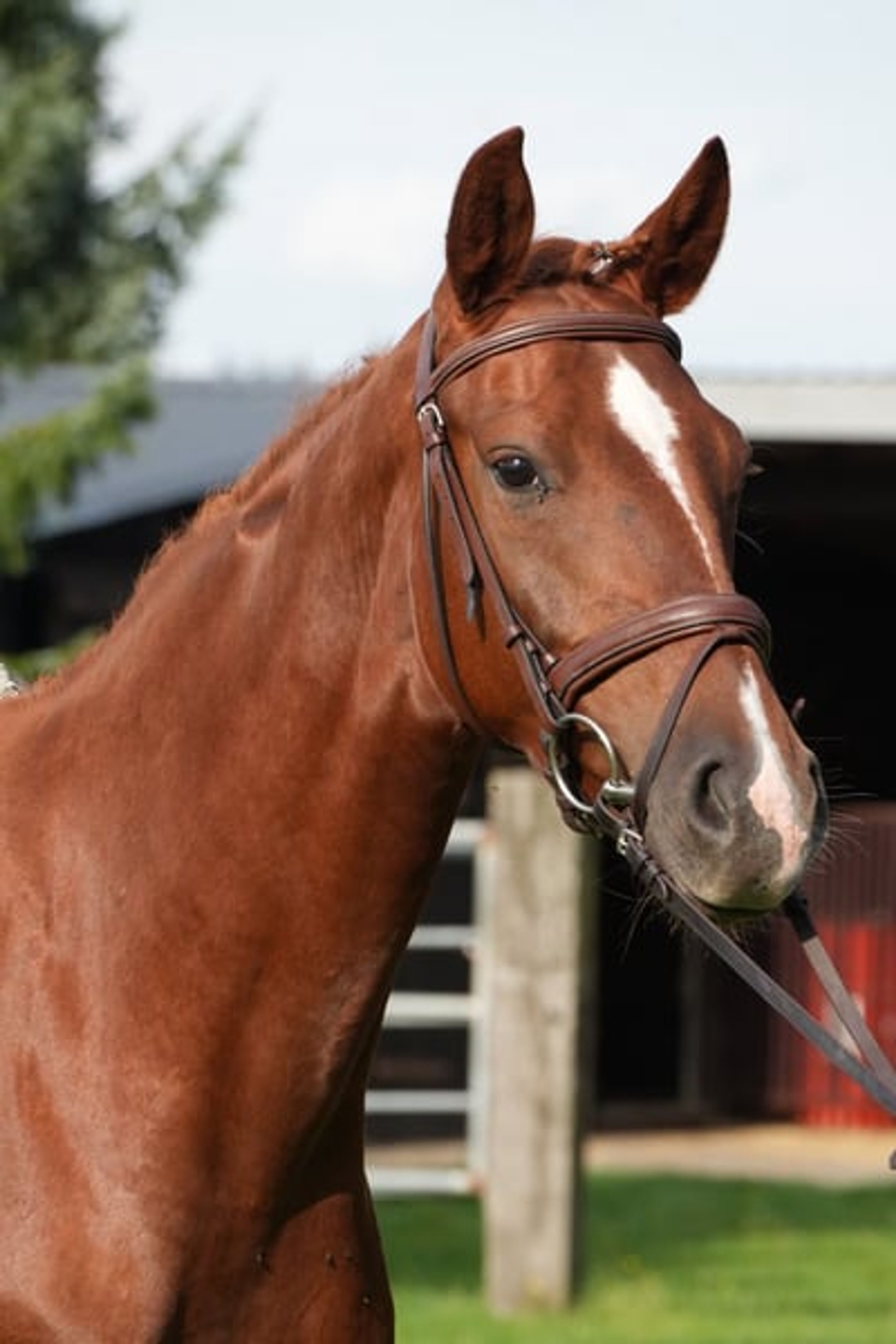 Energetic and Athletic Mare - Image 2