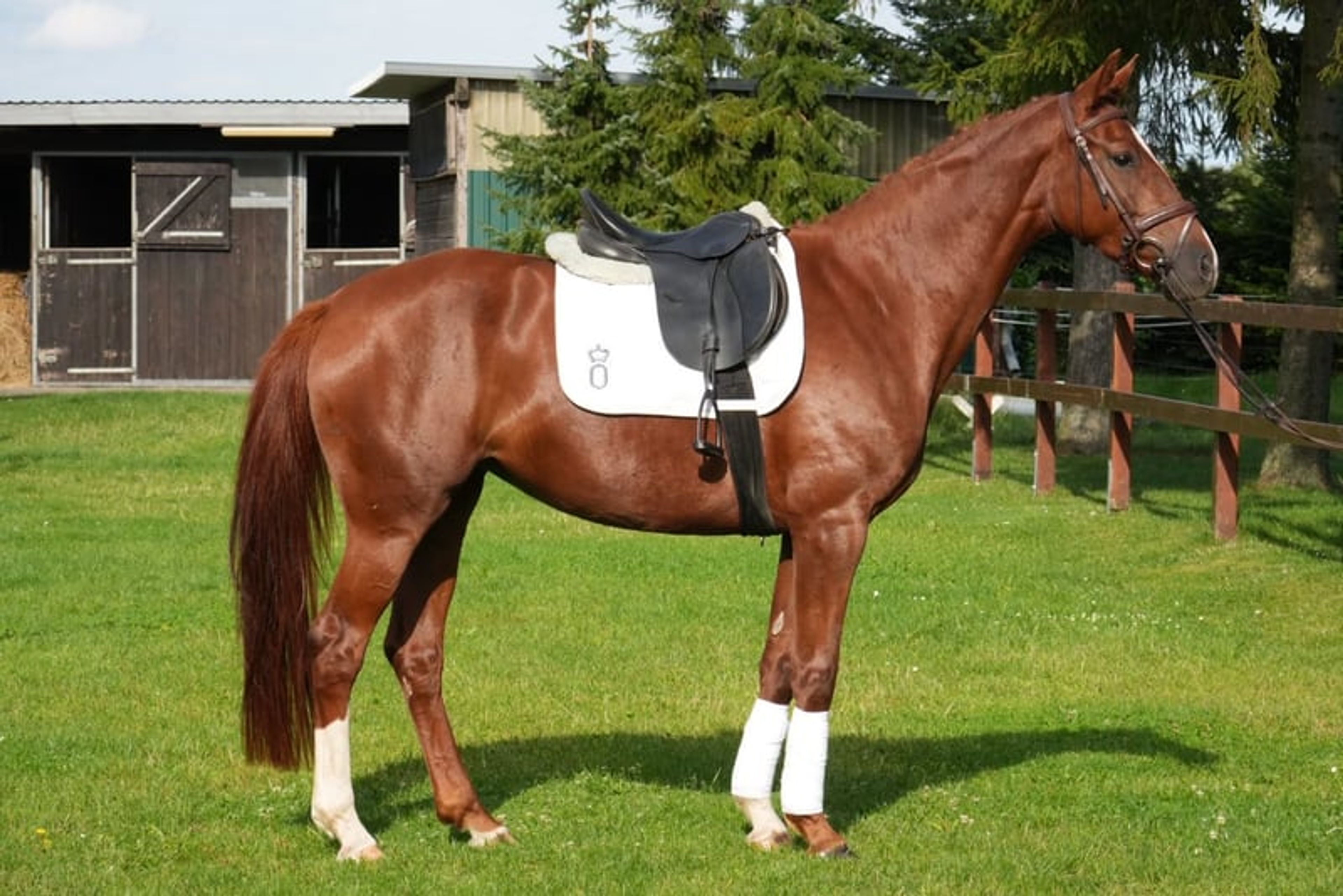Energetic and Athletic Mare - Image 3