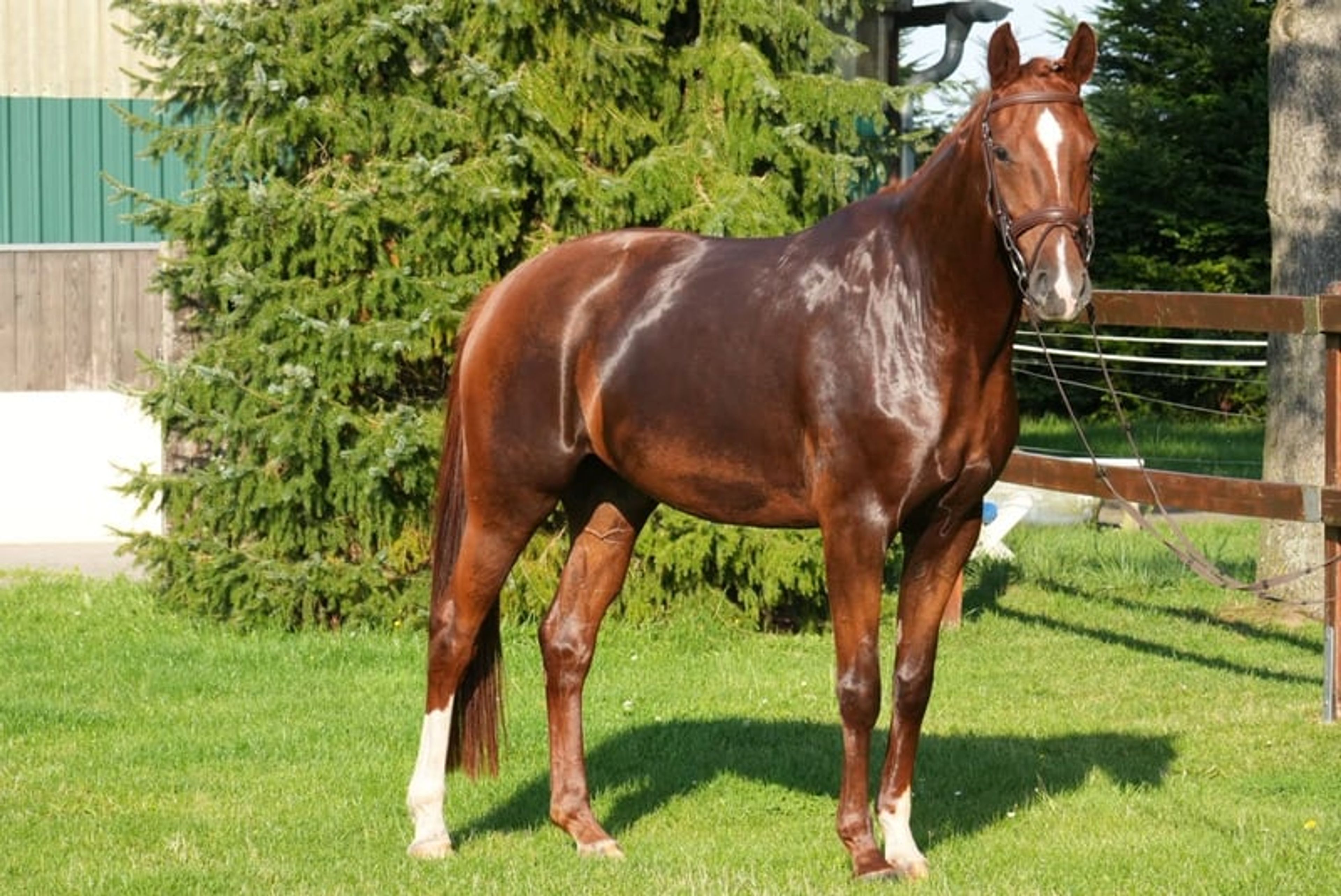 Energetic and Athletic Mare - Image 4