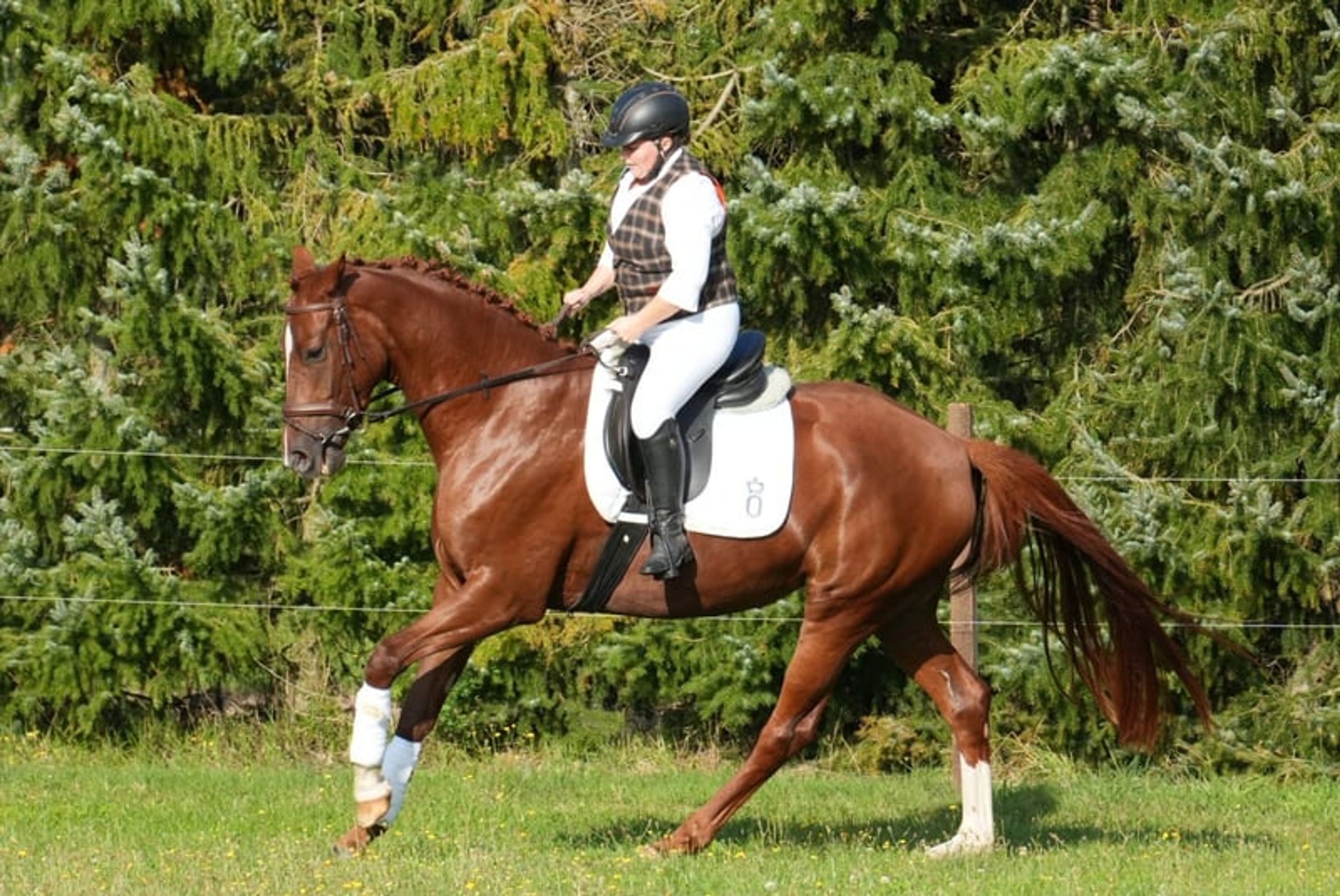 Energetic and Athletic Mare - Image 5