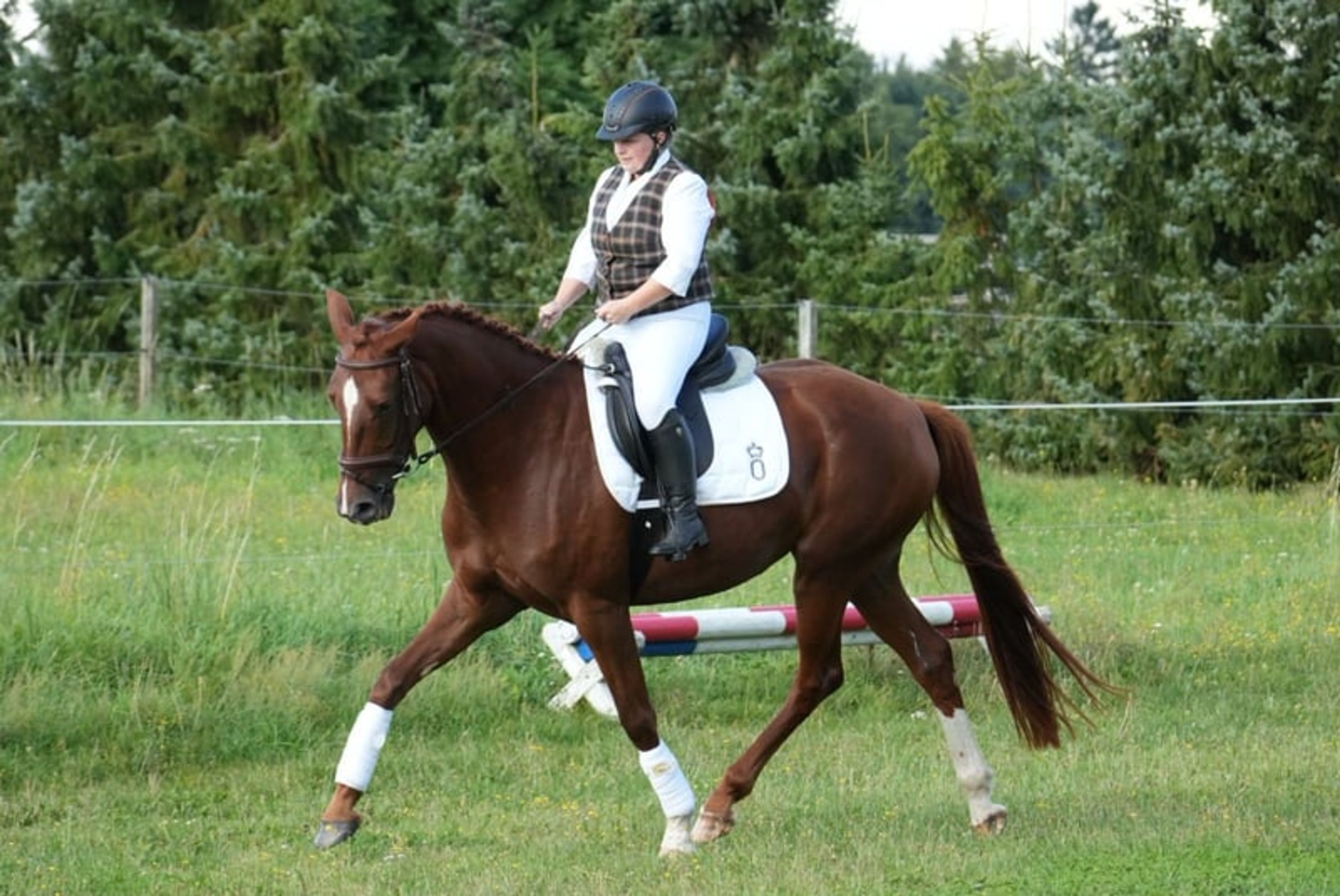 Energetic and Athletic Mare - Image 6