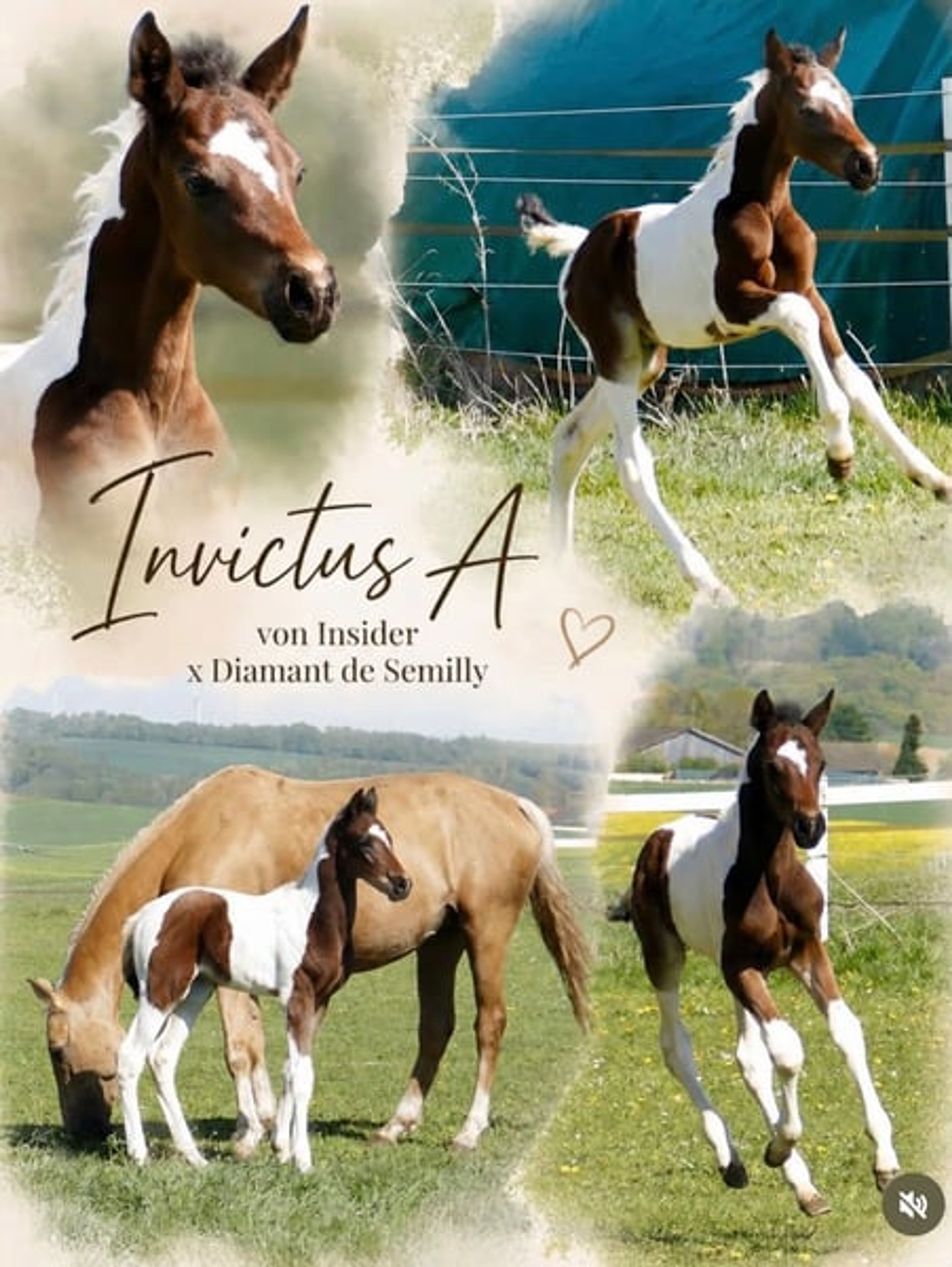 Coloured show-jumping prospect