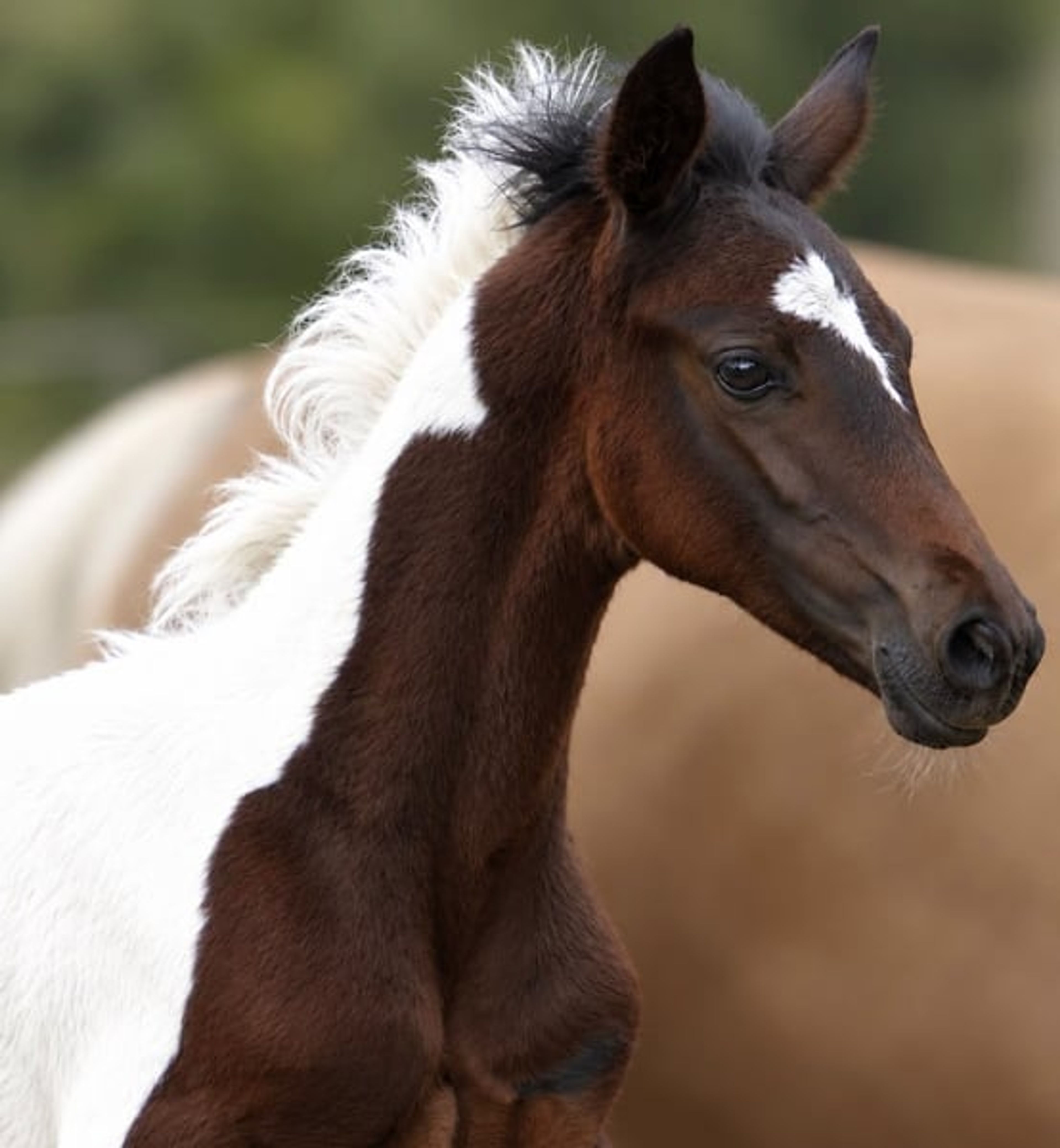 Coloured show-jumping prospect - Image 2