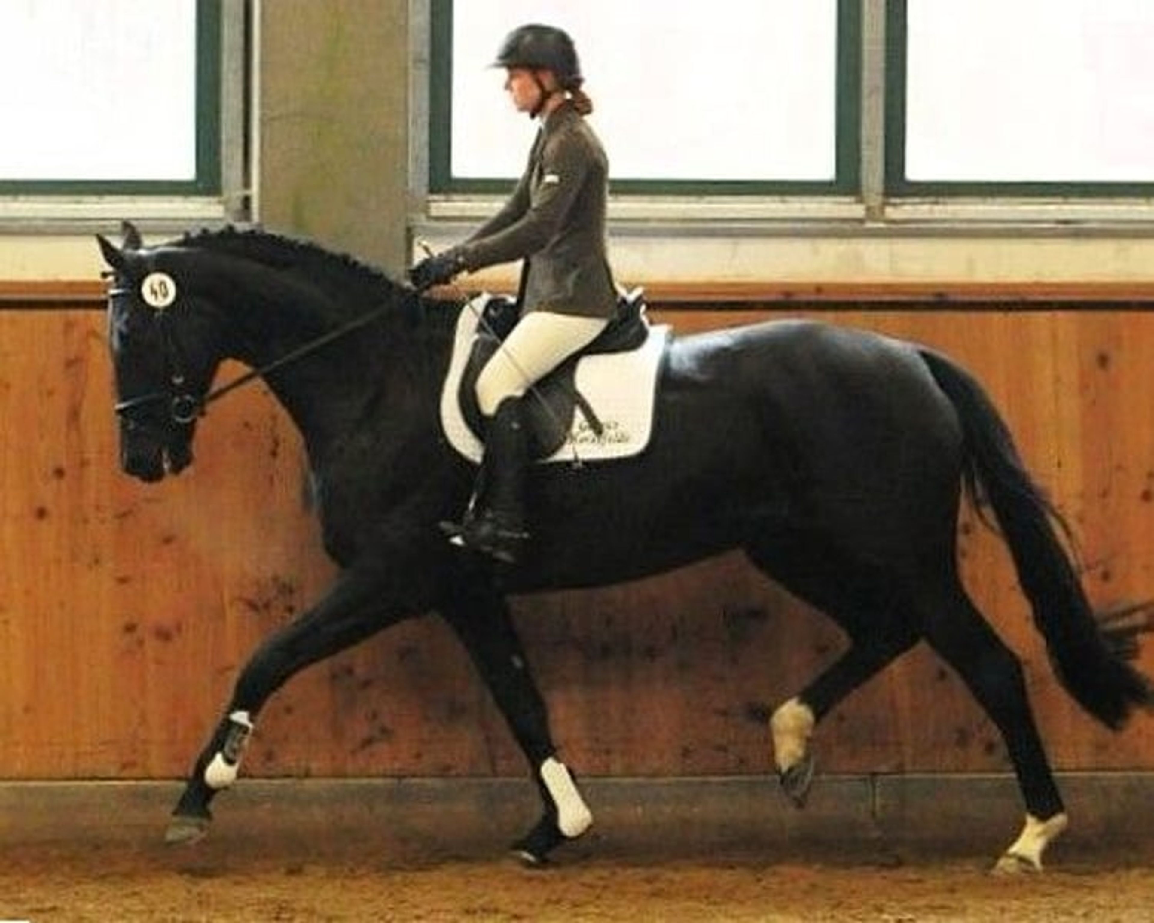 State Premium mare in foal to Finckenstein TSF, rideable