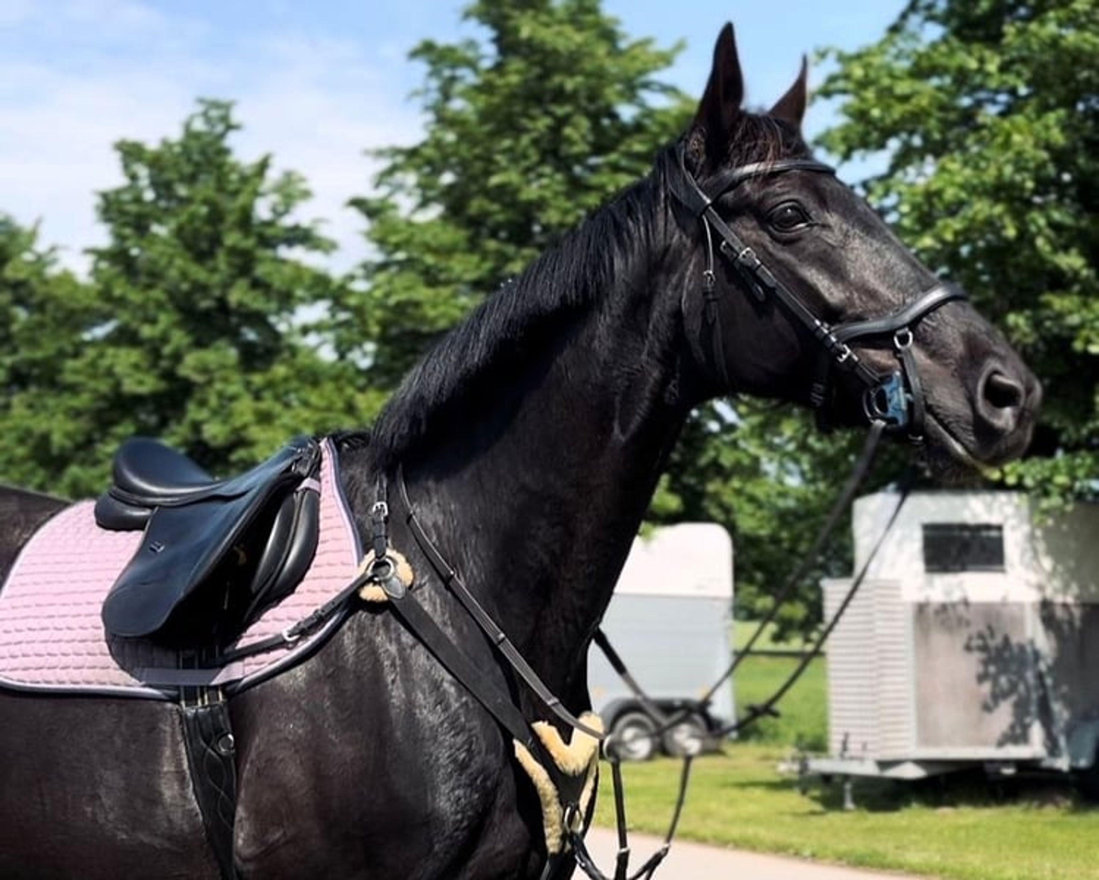 State Premium mare in foal to Finckenstein TSF, rideable - Image 2