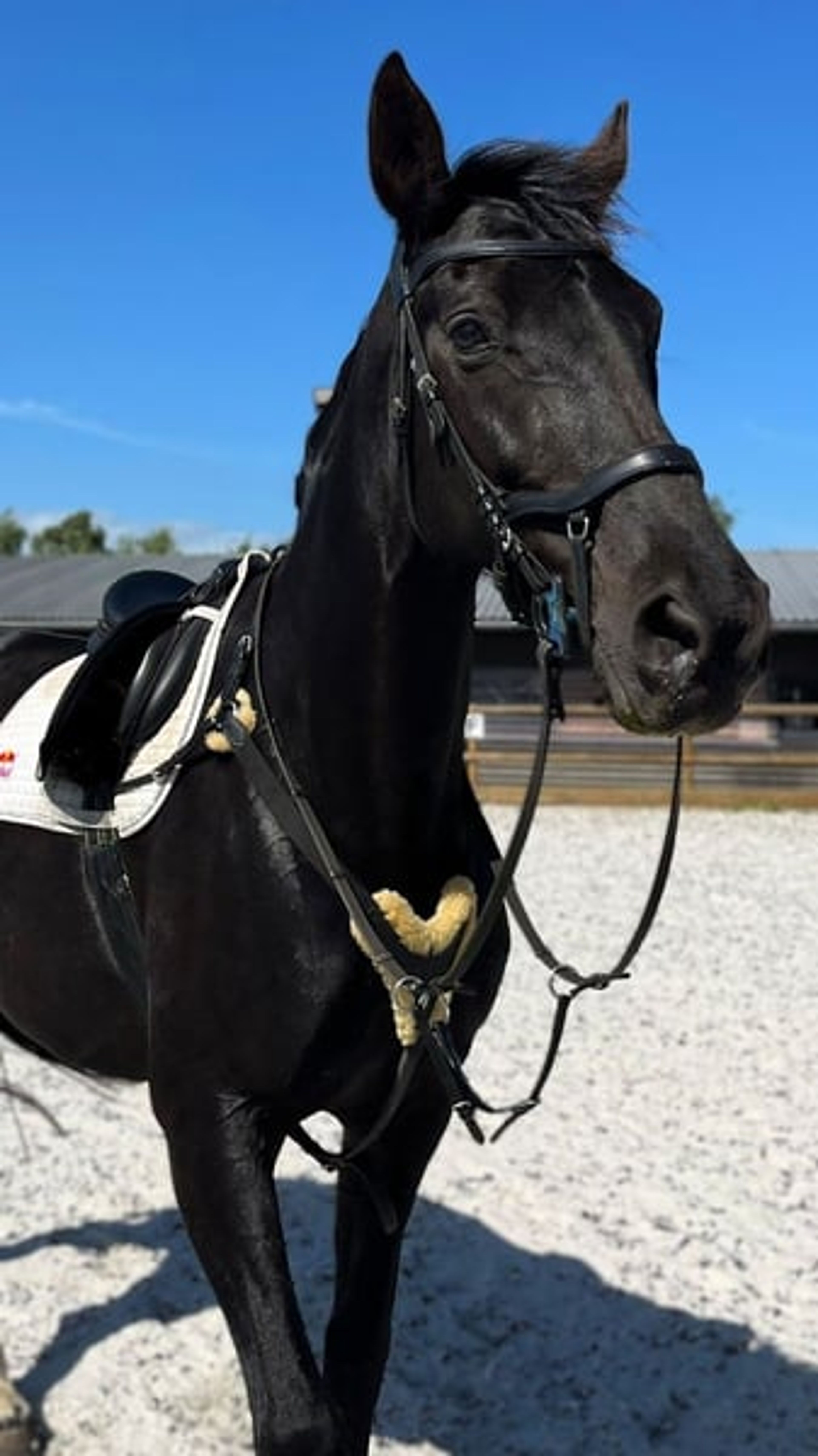 State Premium mare in foal to Finckenstein TSF, rideable - Image 3