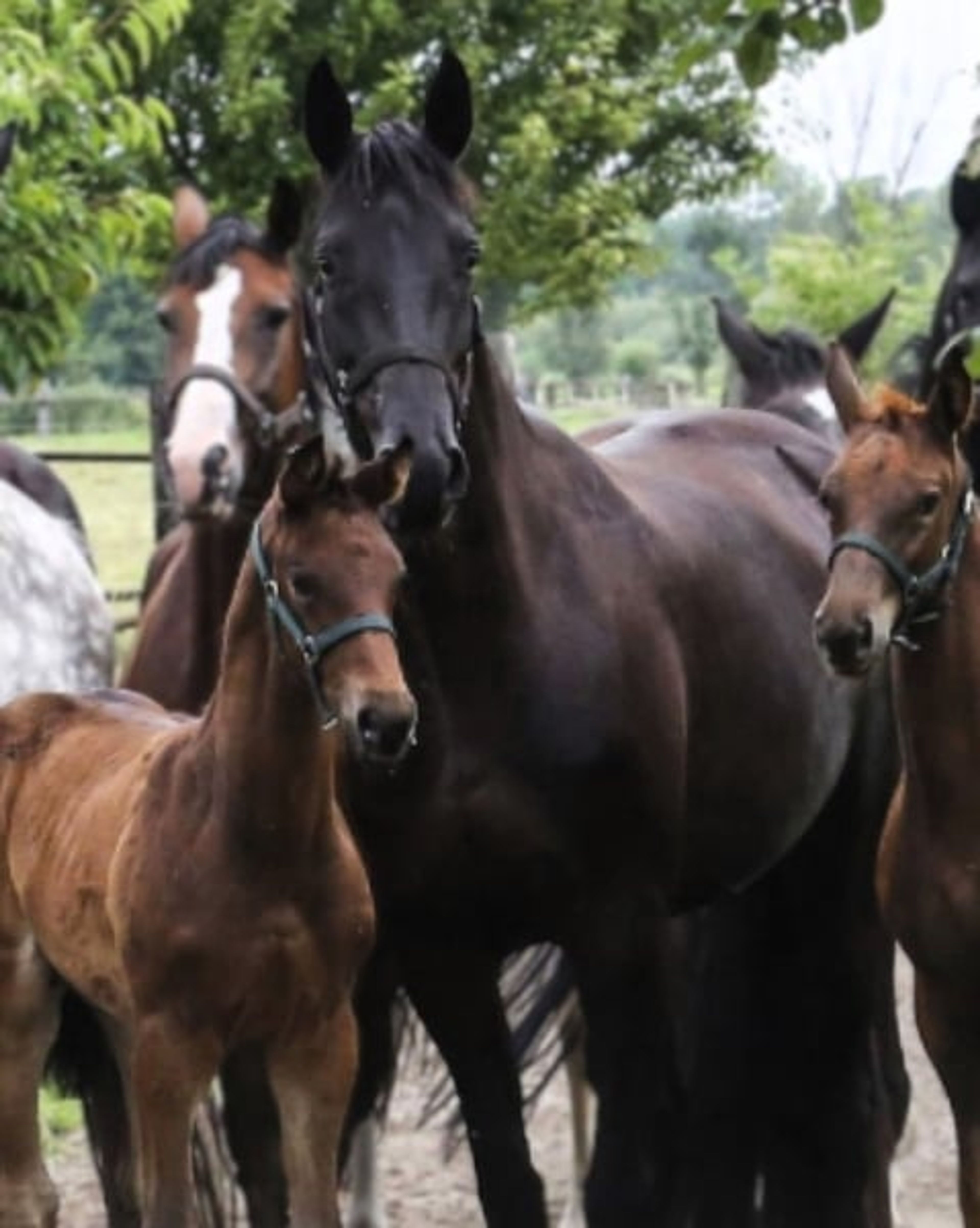 State Premium mare in foal to Finckenstein TSF, rideable - Image 4