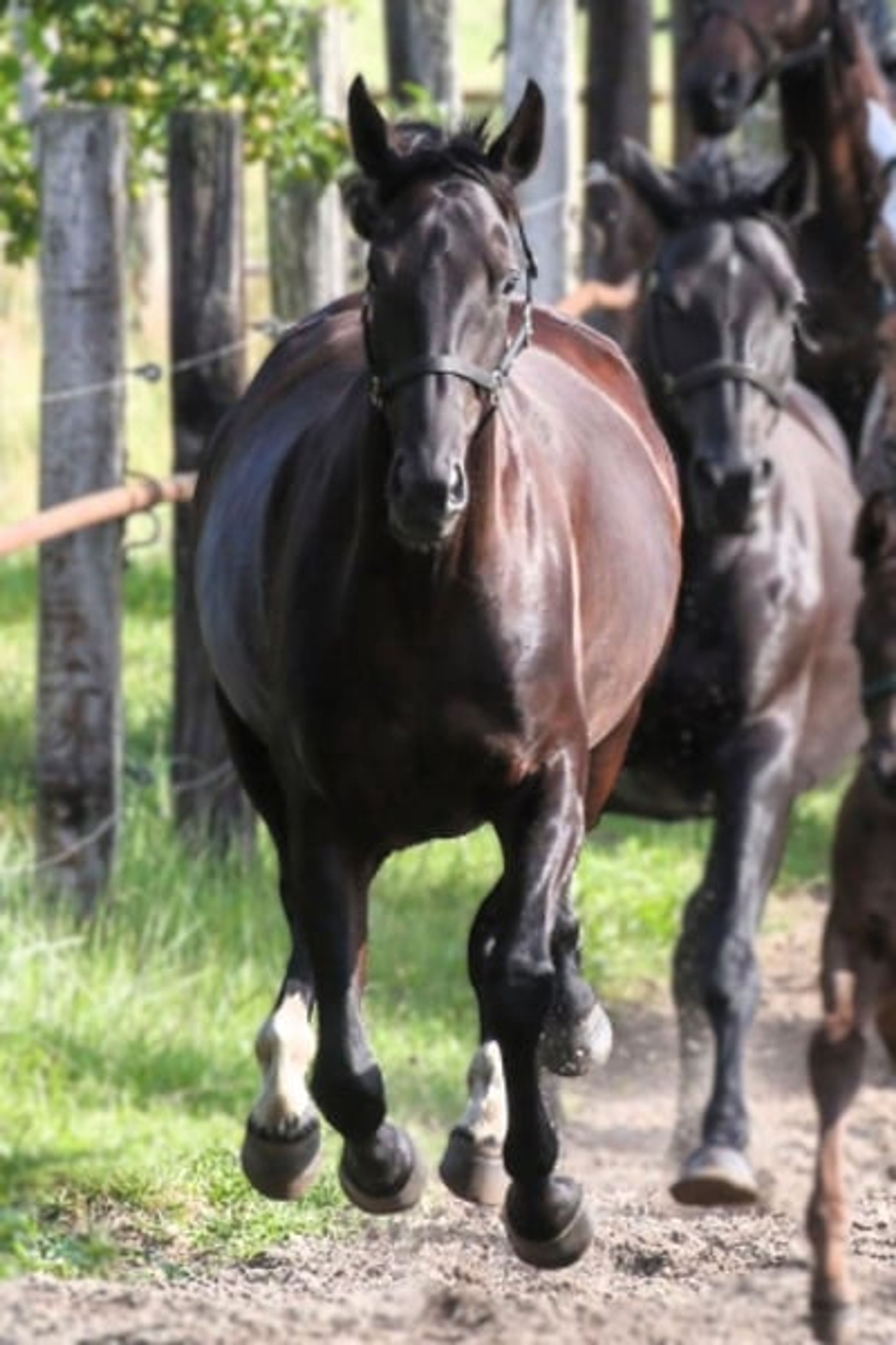 State Premium mare in foal to Finckenstein TSF, rideable - Image 5