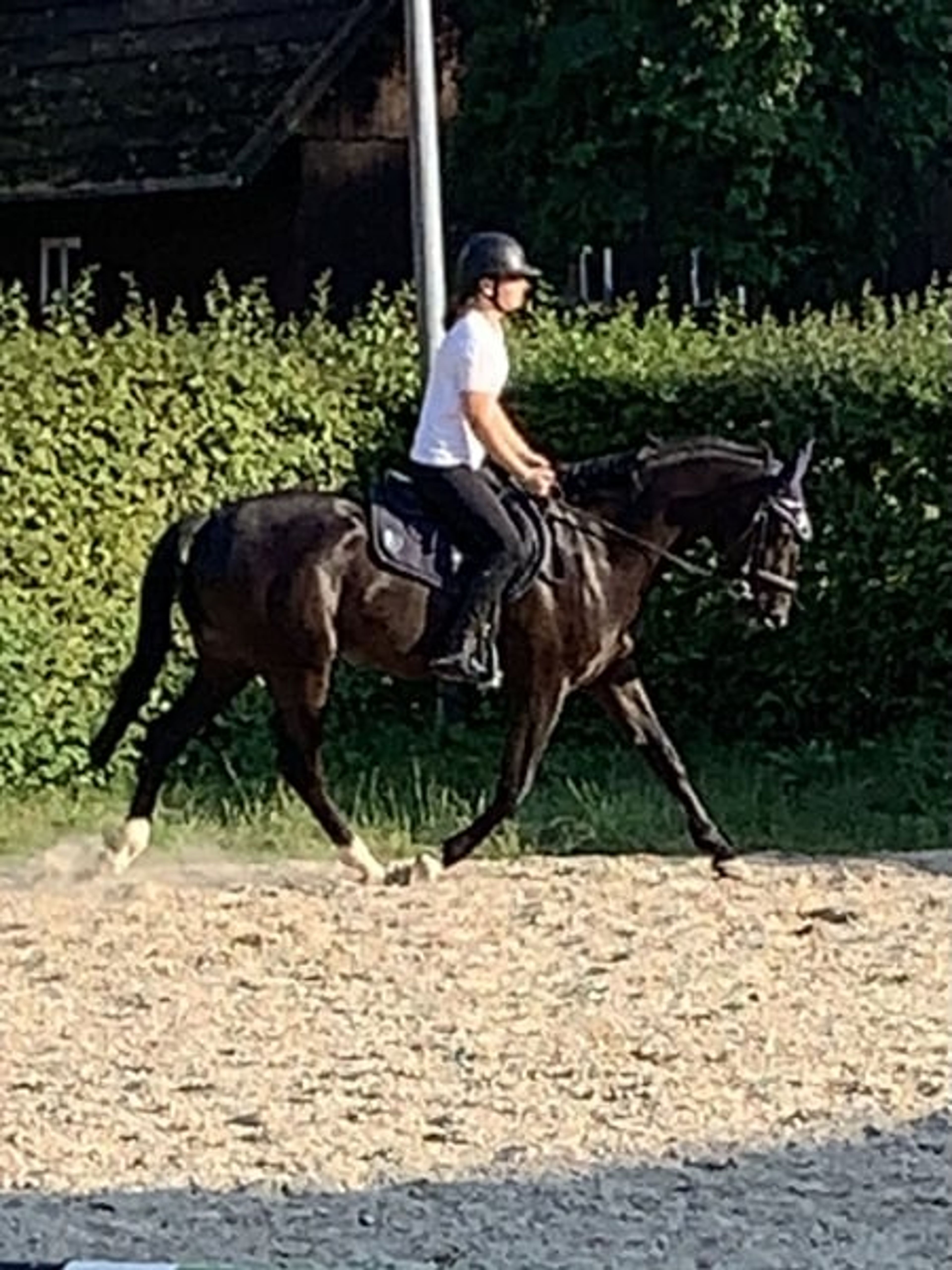 Jet-Black Gelding