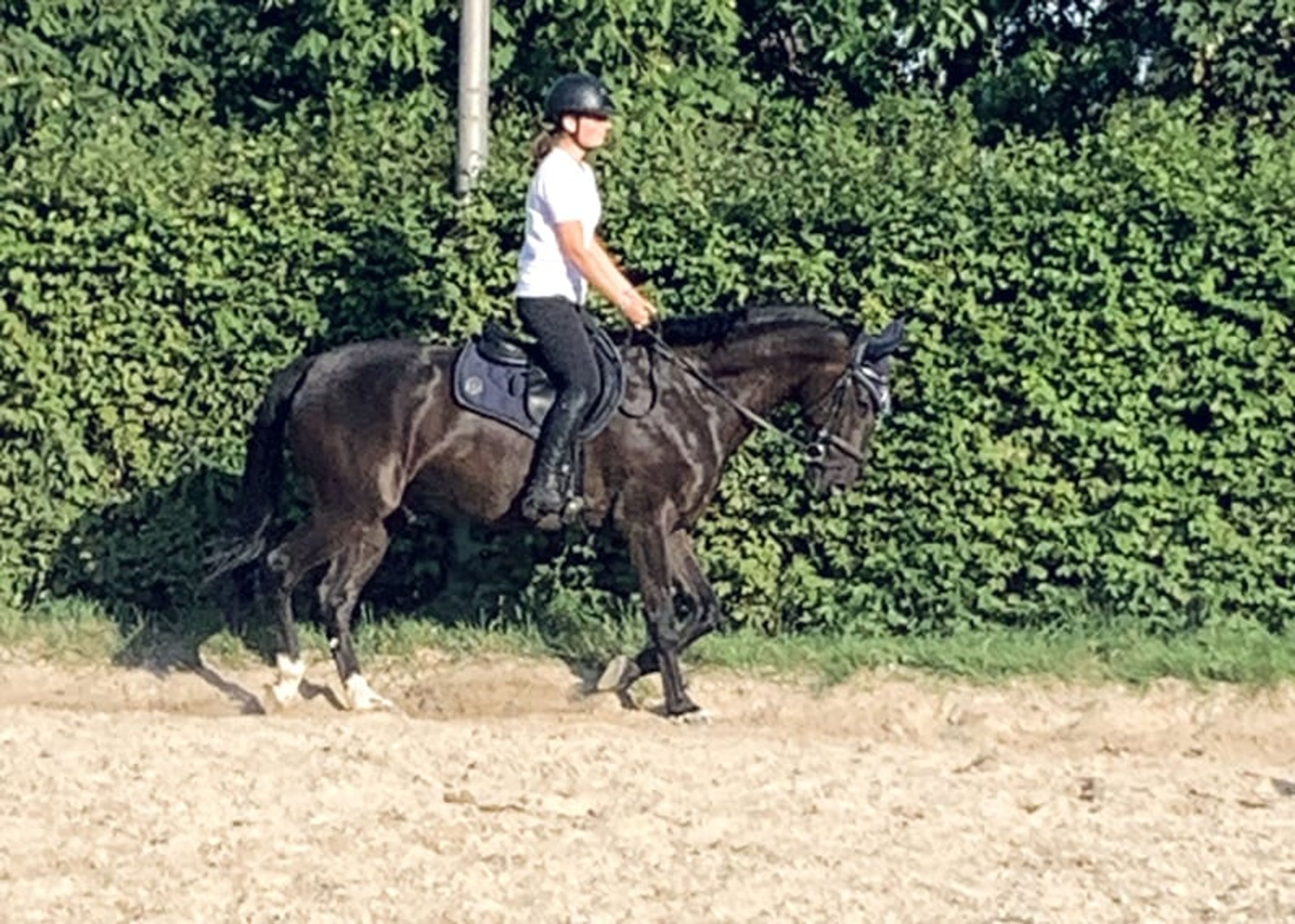 Jet-Black Gelding - Image 2