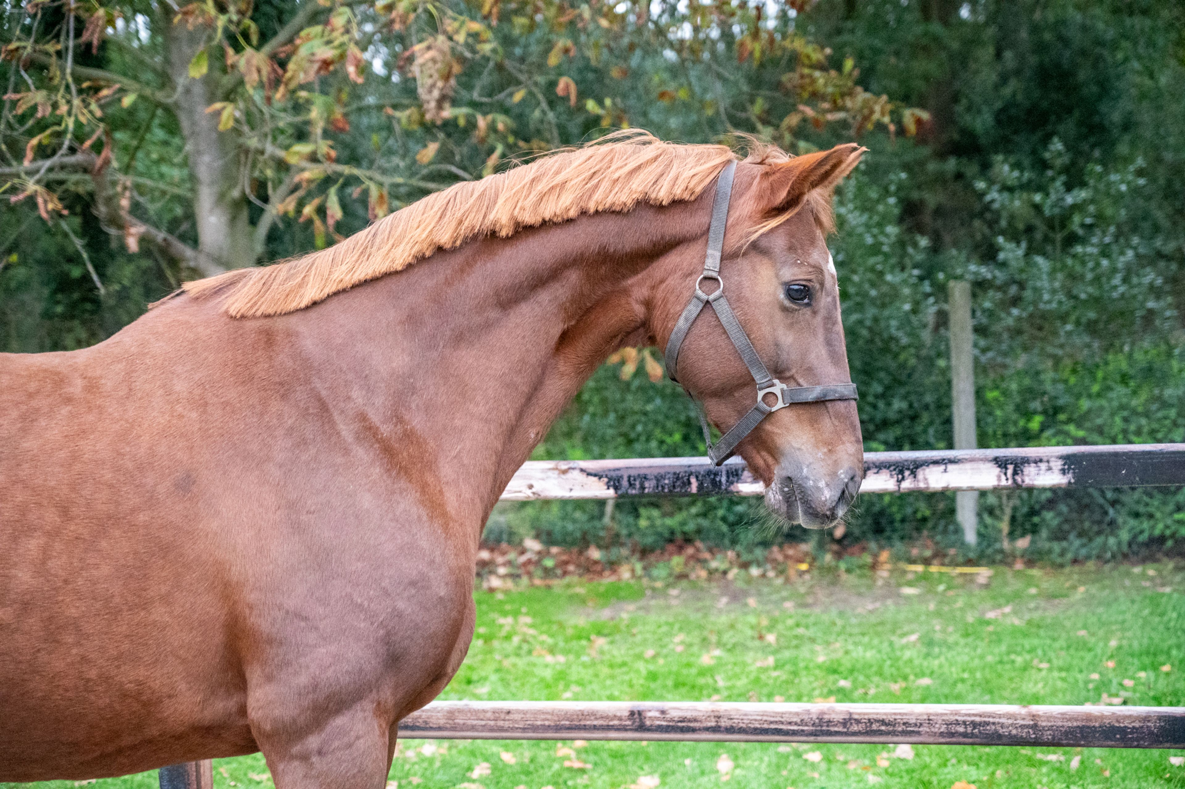 Orina vh Mettenhof ☆☆ (APACHE x FLEMMINGH) - Image 1