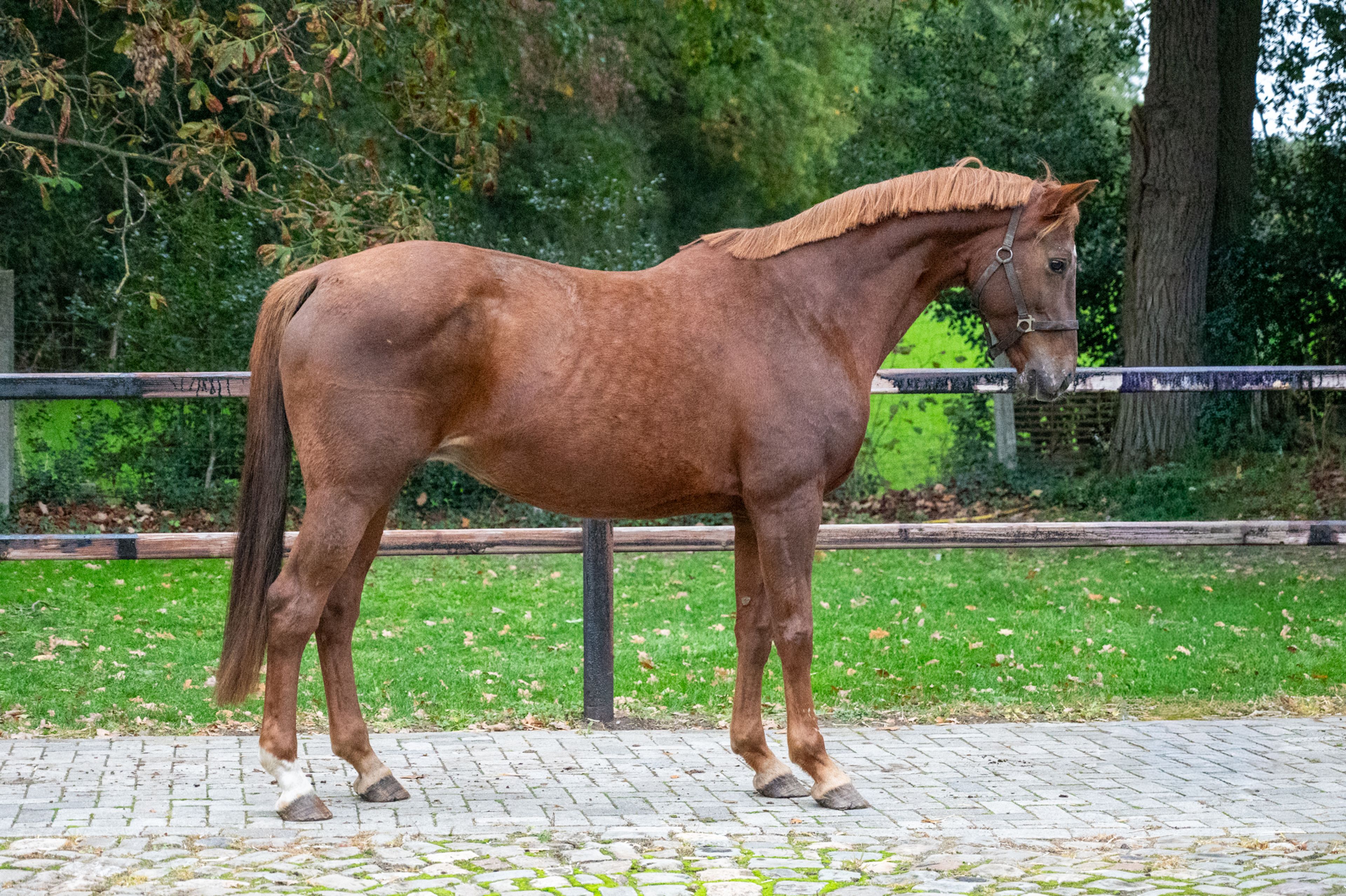 Orina vh Mettenhof ☆☆ (APACHE x FLEMMINGH) - Image 2