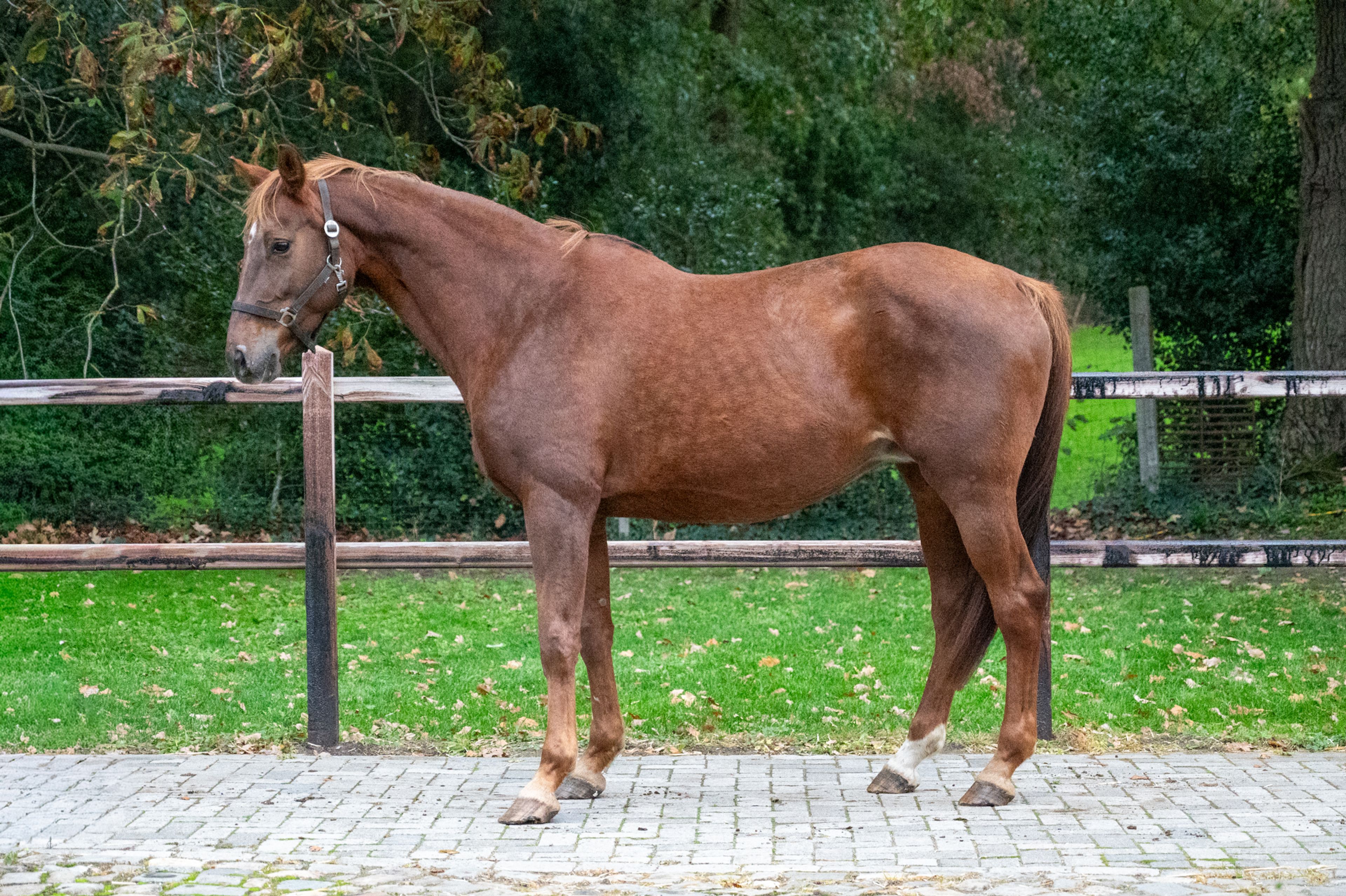 Orina vh Mettenhof ☆☆ (APACHE x FLEMMINGH) - Image 3