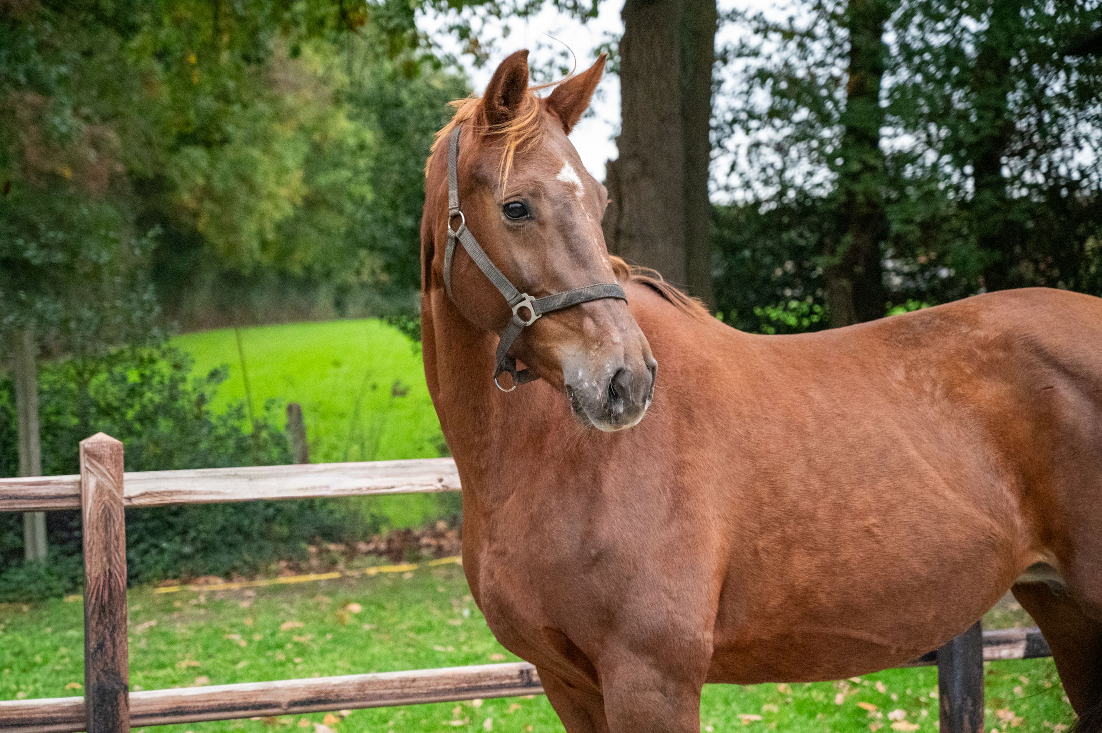 Orina vh Mettenhof ☆☆ (APACHE x FLEMMINGH) - Image 4