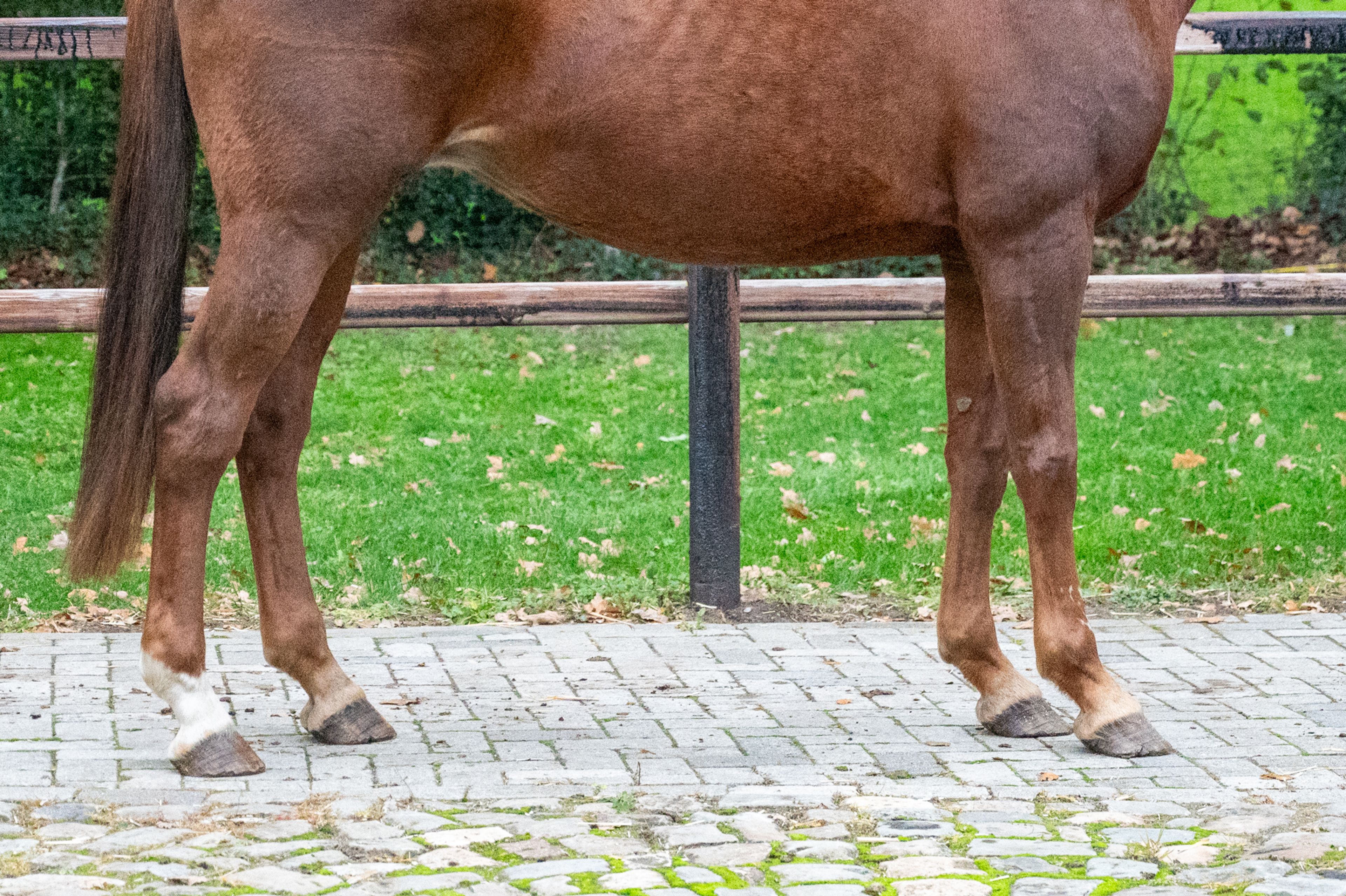 Orina vh Mettenhof ☆☆ (APACHE x FLEMMINGH) - Image 6