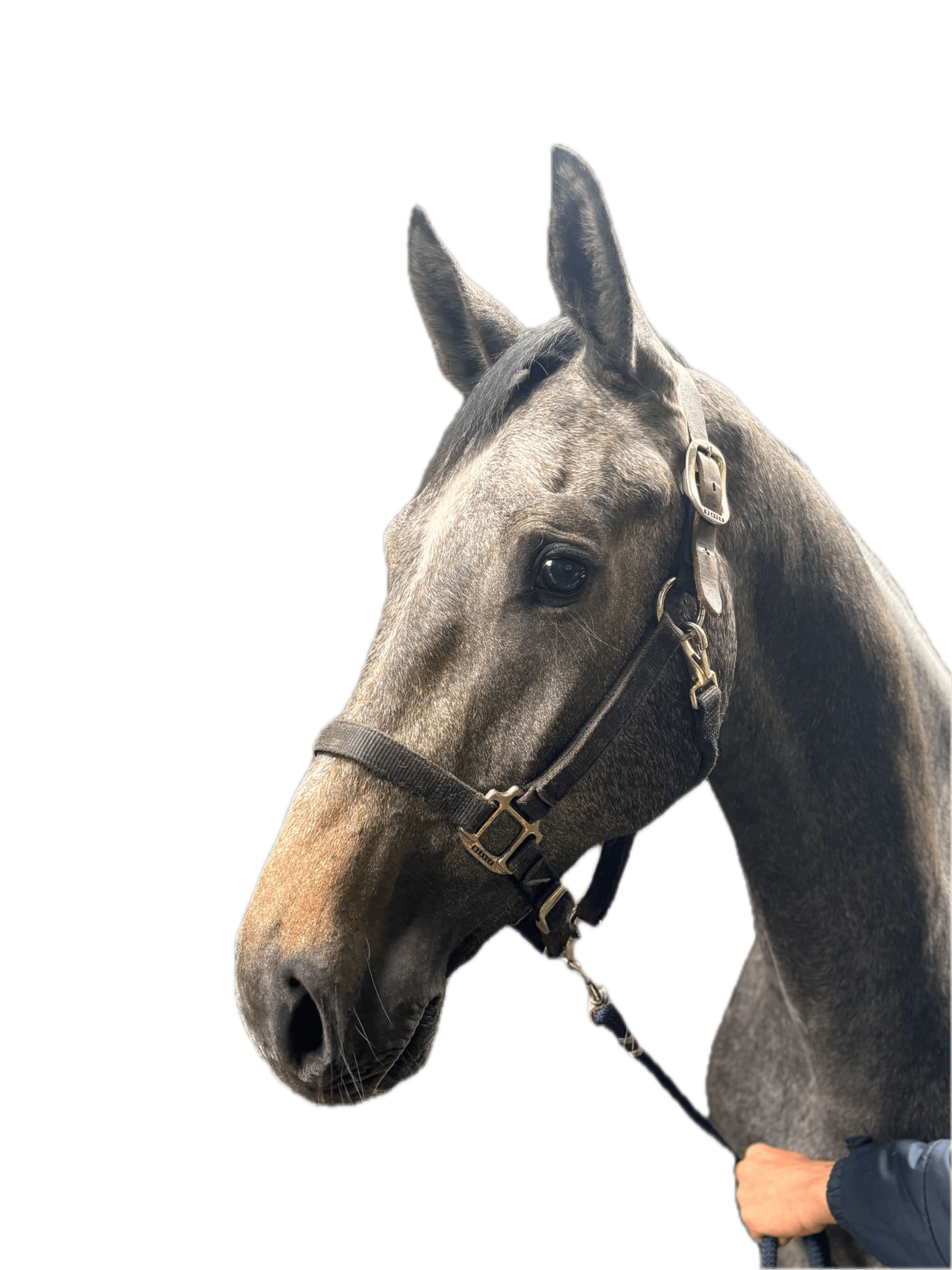 Hero de Laubry Z (HOOLIGAN DE LAUBRY x CASSINI I) - Image 3