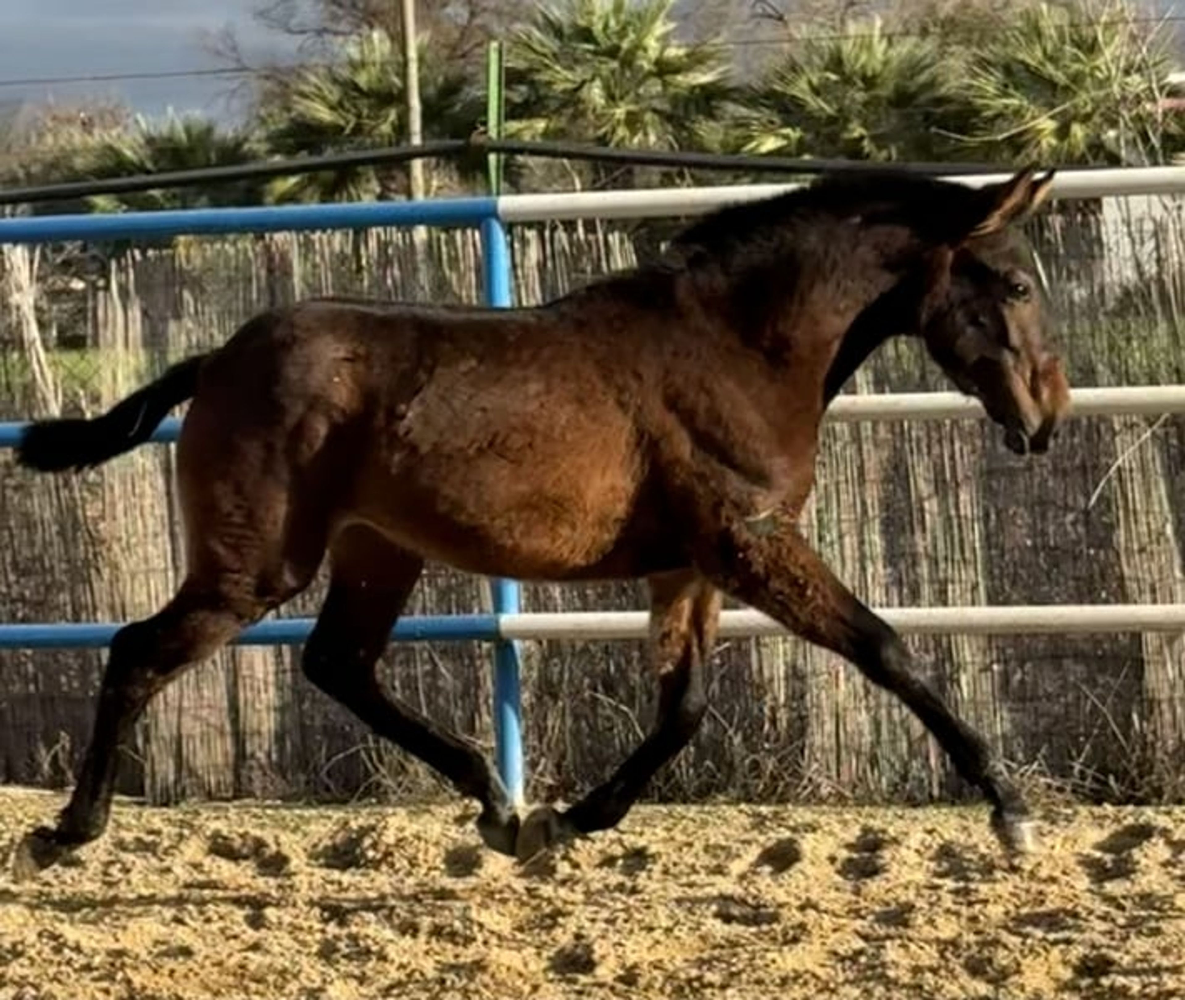 DUIKER MOR (Exclusive Filly)