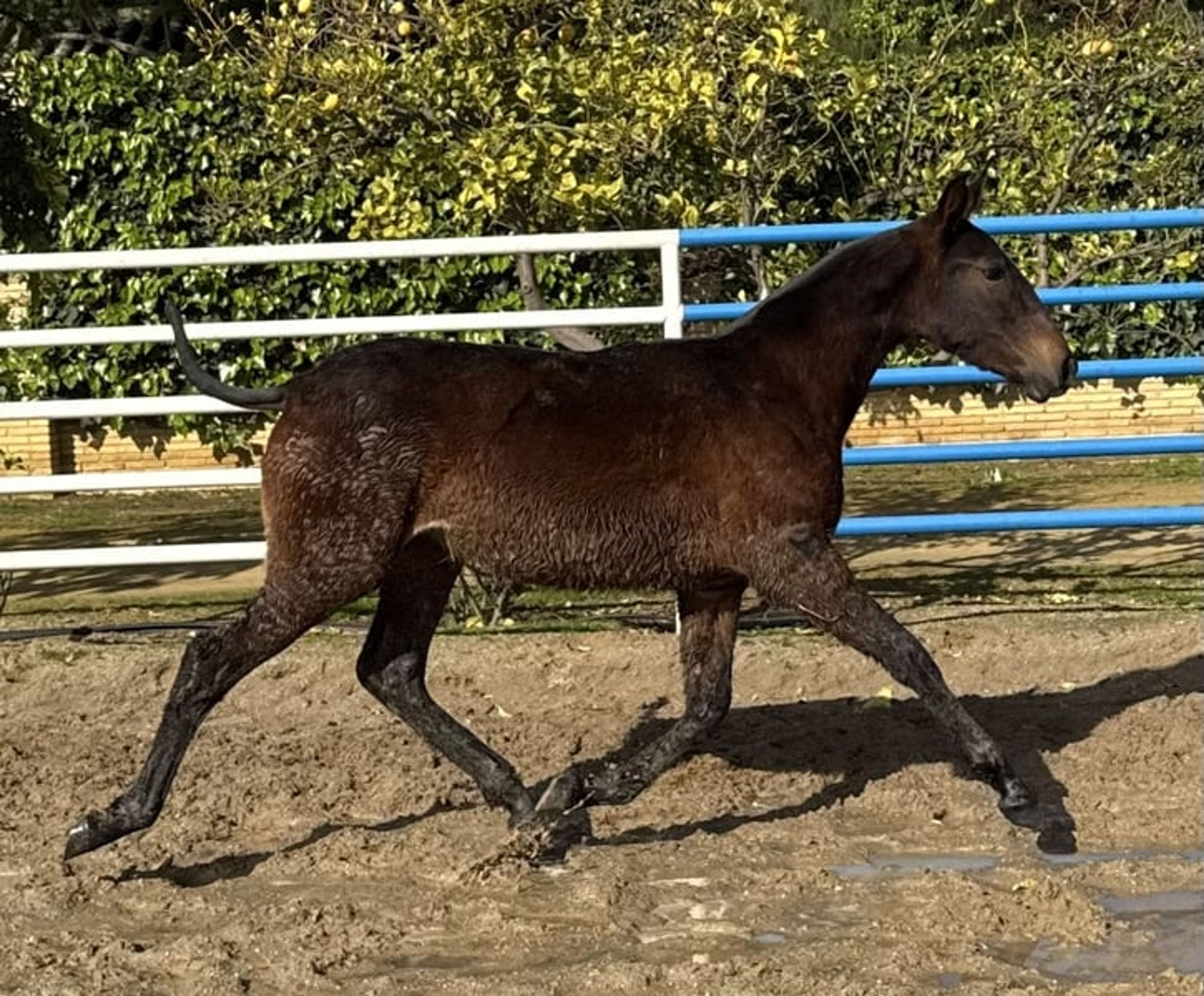 DUIKER MOR (Exclusive Filly) - Image 2