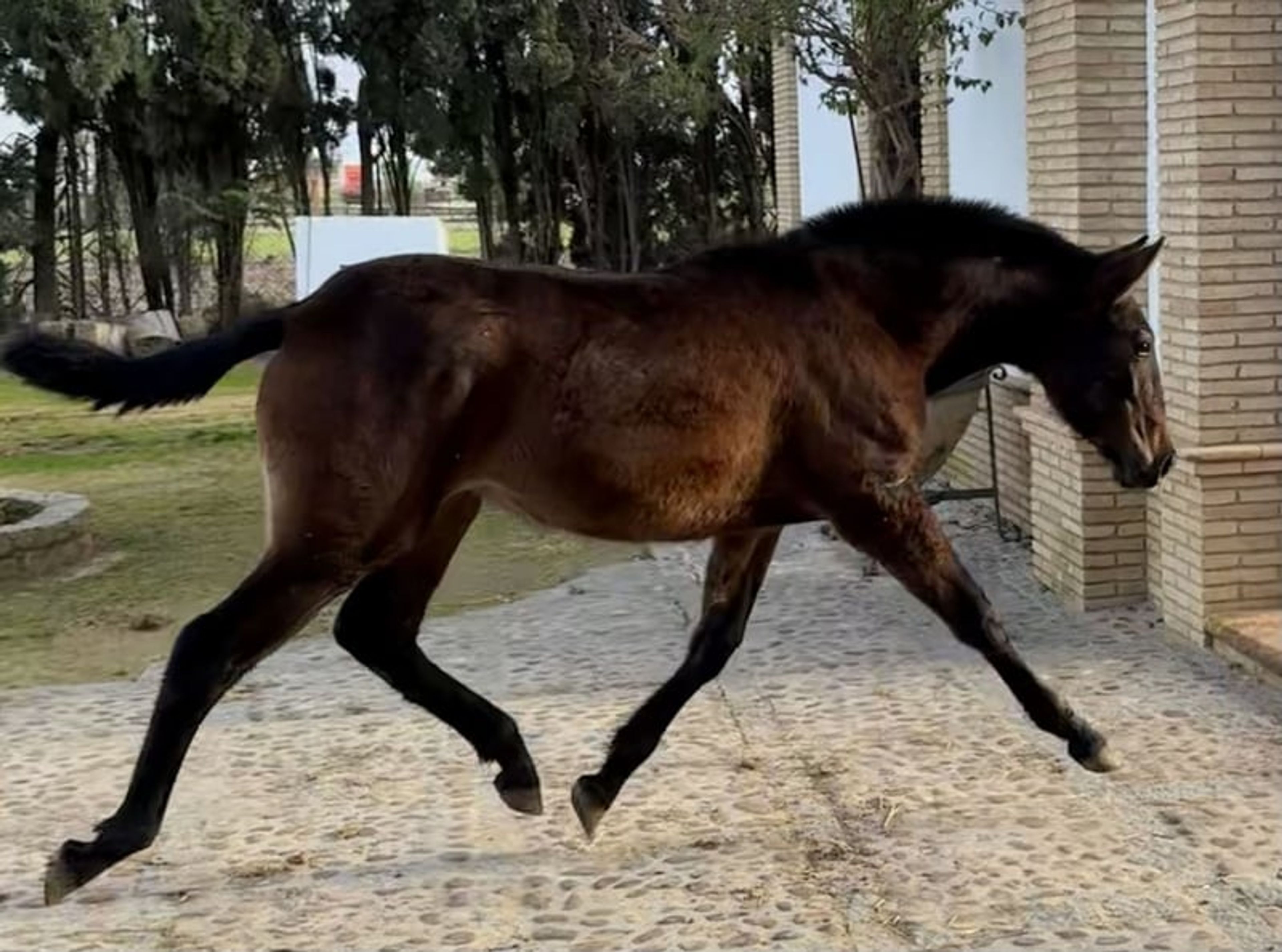 DUIKER MOR (Exclusive Filly) - Image 3