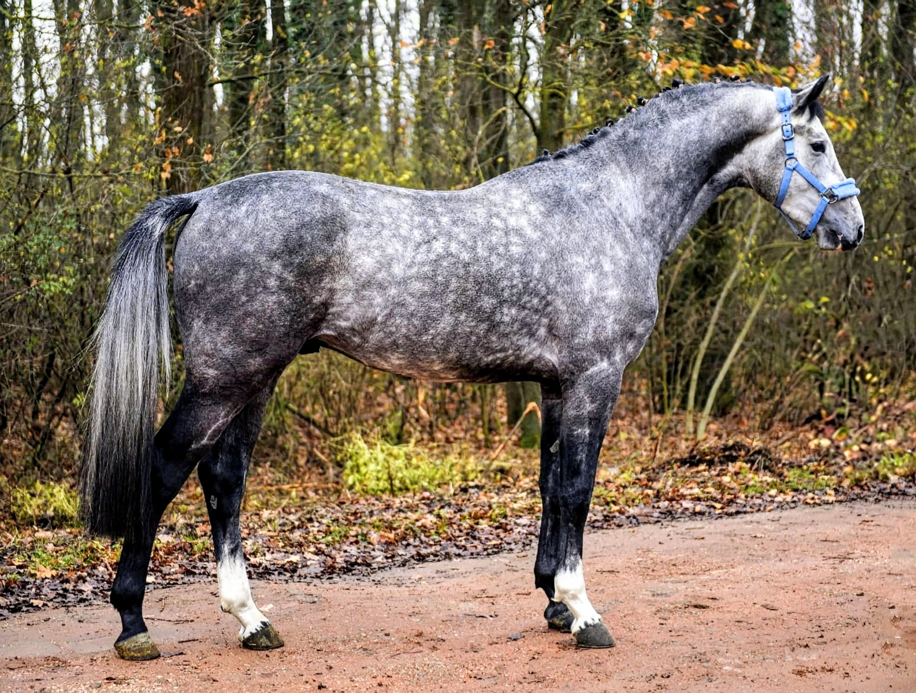 Bonito - Image 1