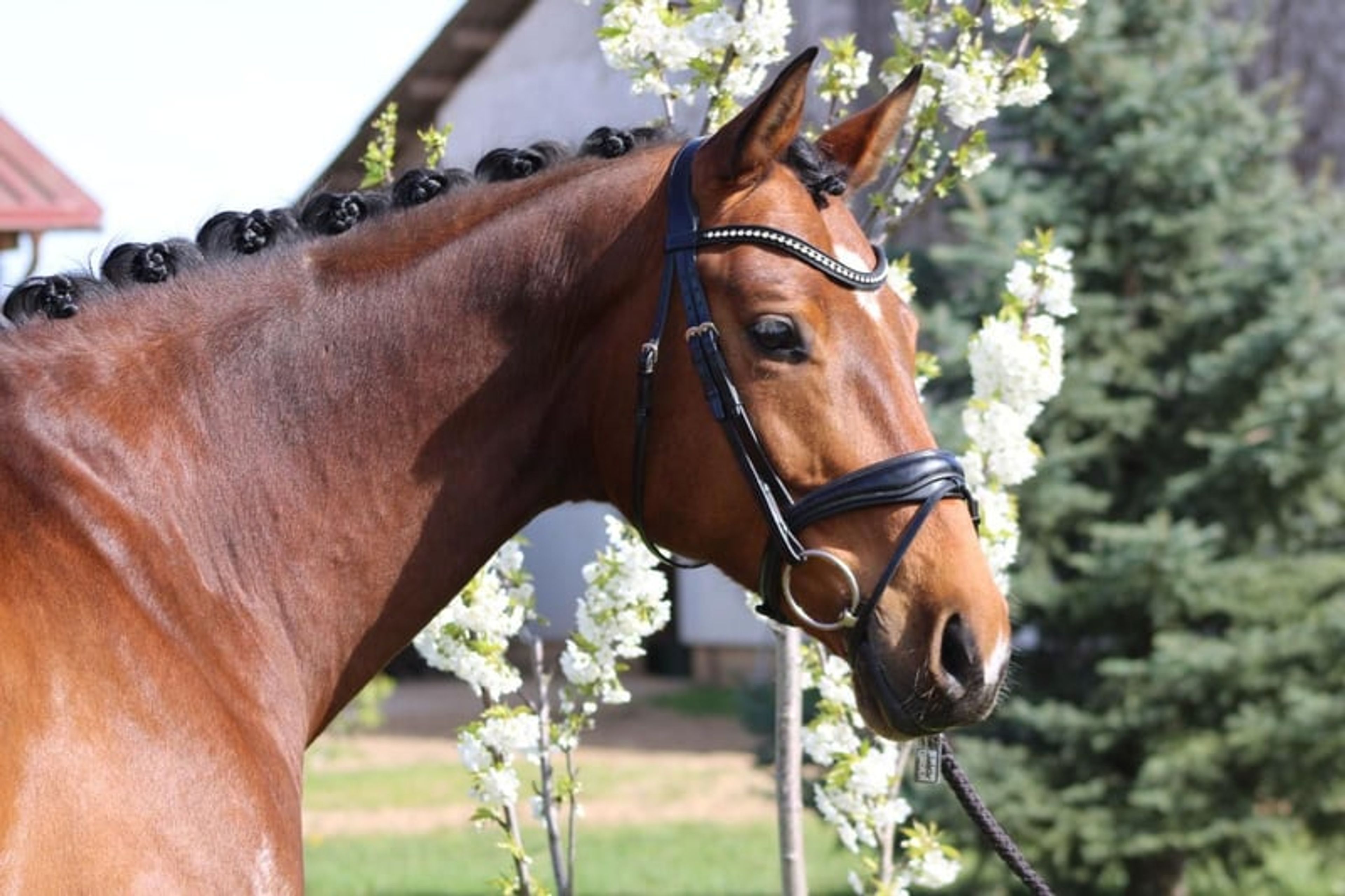 Reliable partner for sport and leisure riding - Image 1