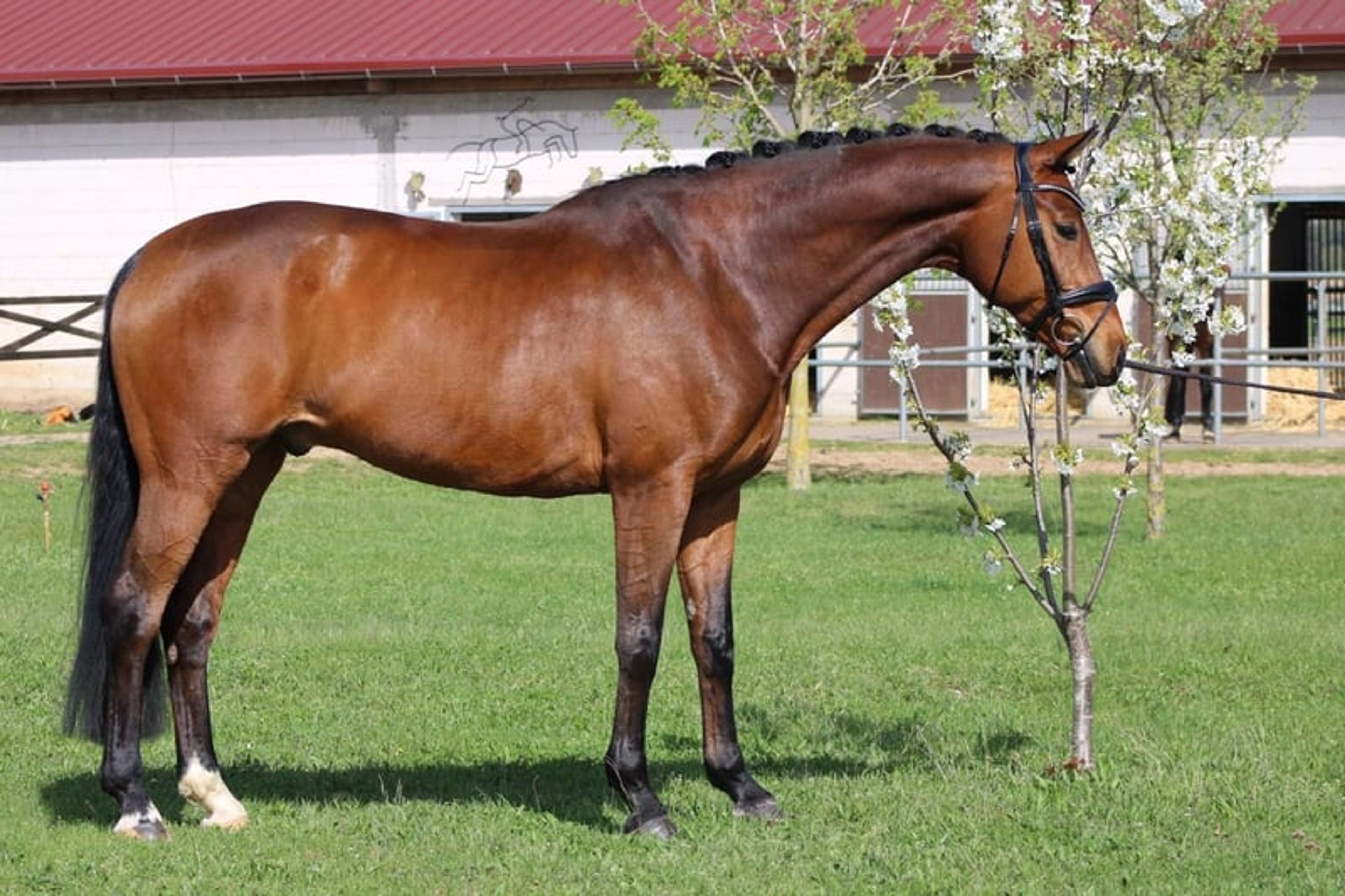 Reliable partner for sport and leisure riding - Image 2