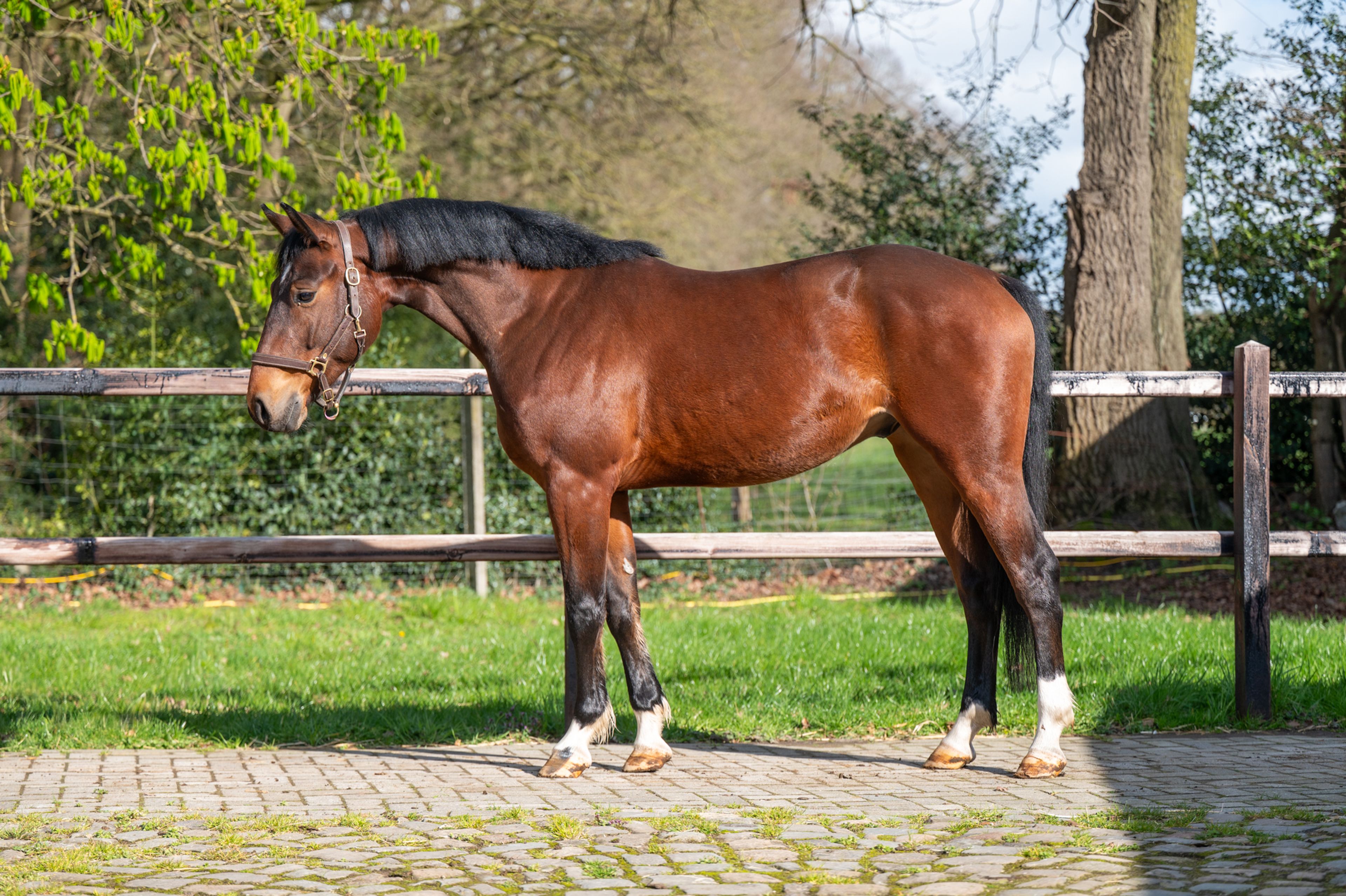 Larnacoeur de Vomorin (GFE CICAVE DU TALUS x LIMBO) - Image 1