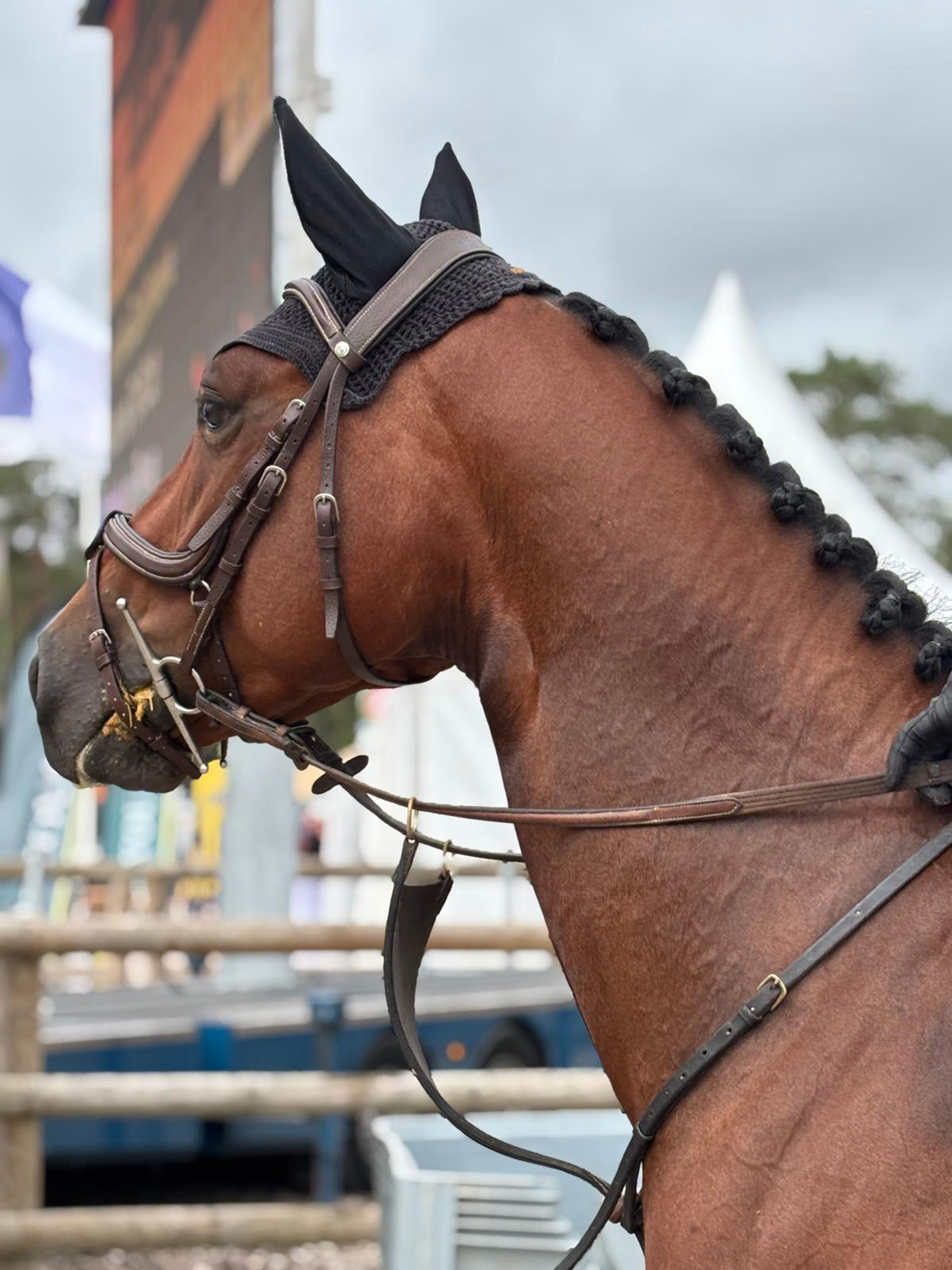 Larnacoeur de Vomorin (GFE CICAVE DU TALUS x LIMBO) - Image 4
