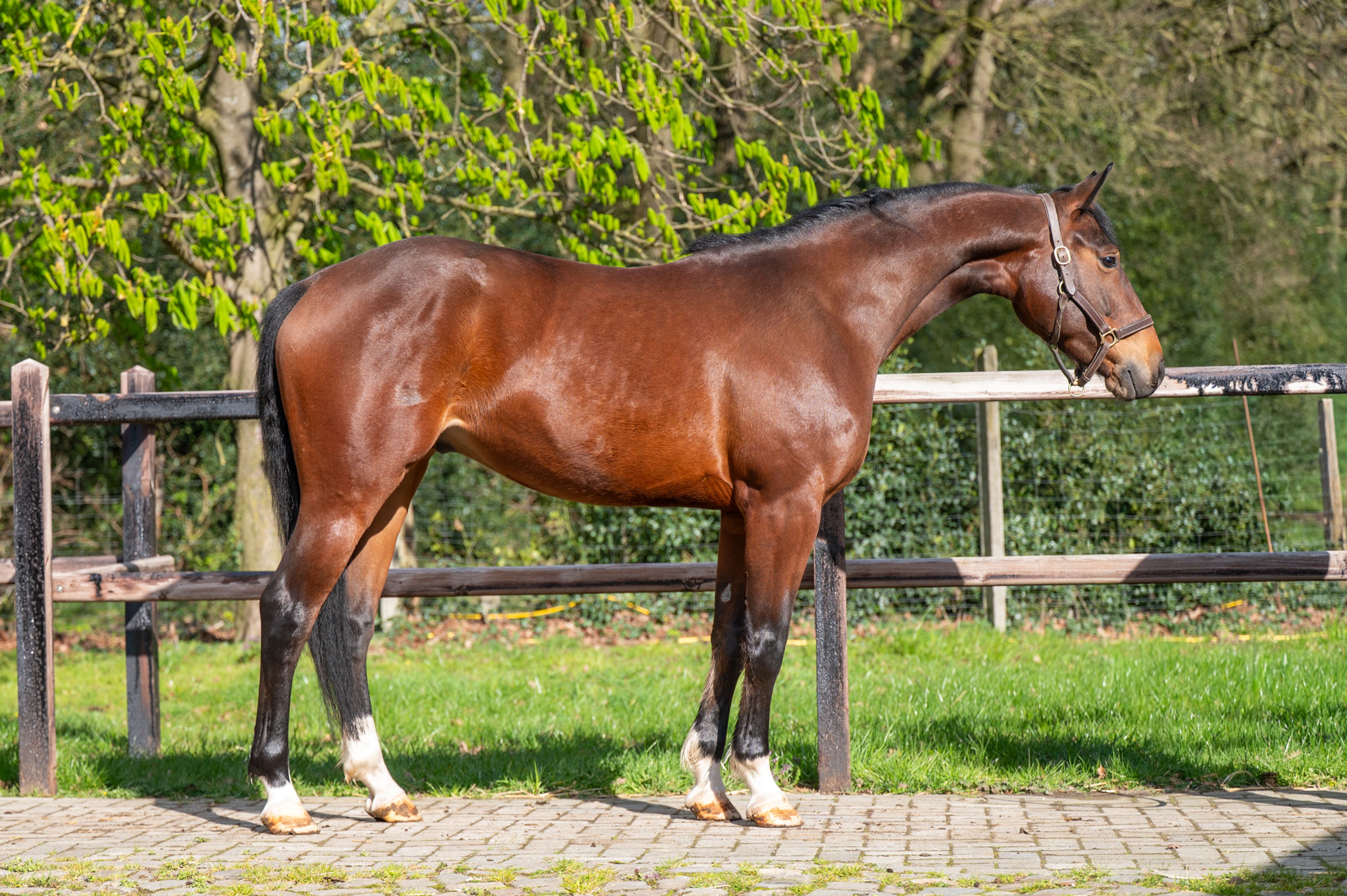 Larnacoeur de Vomorin (GFE CICAVE DU TALUS x LIMBO) - Image 7