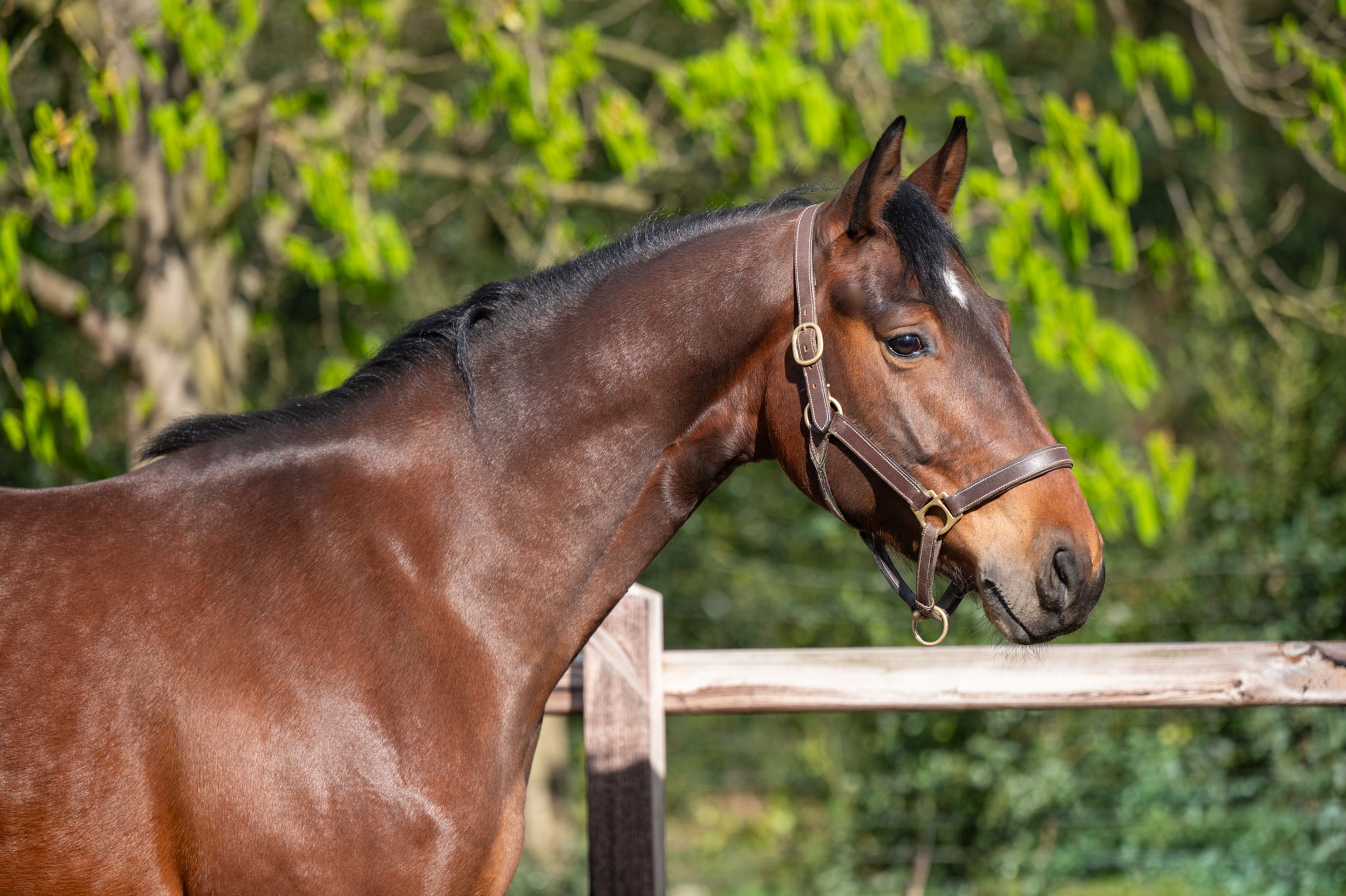 Larnacoeur de Vomorin (GFE CICAVE DU TALUS x LIMBO) - Image 8