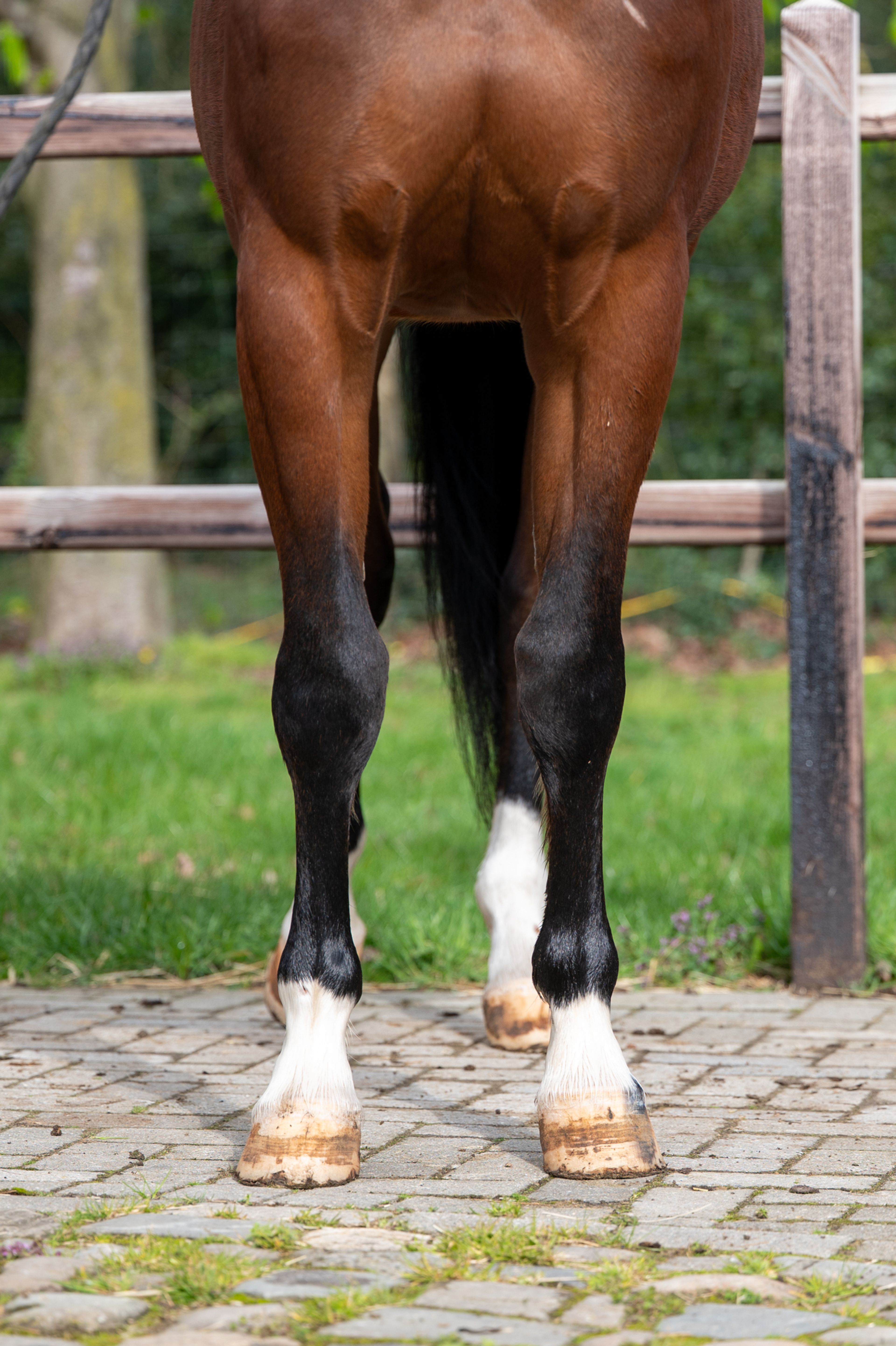 Larnacoeur de Vomorin (GFE CICAVE DU TALUS x LIMBO) - Image 10