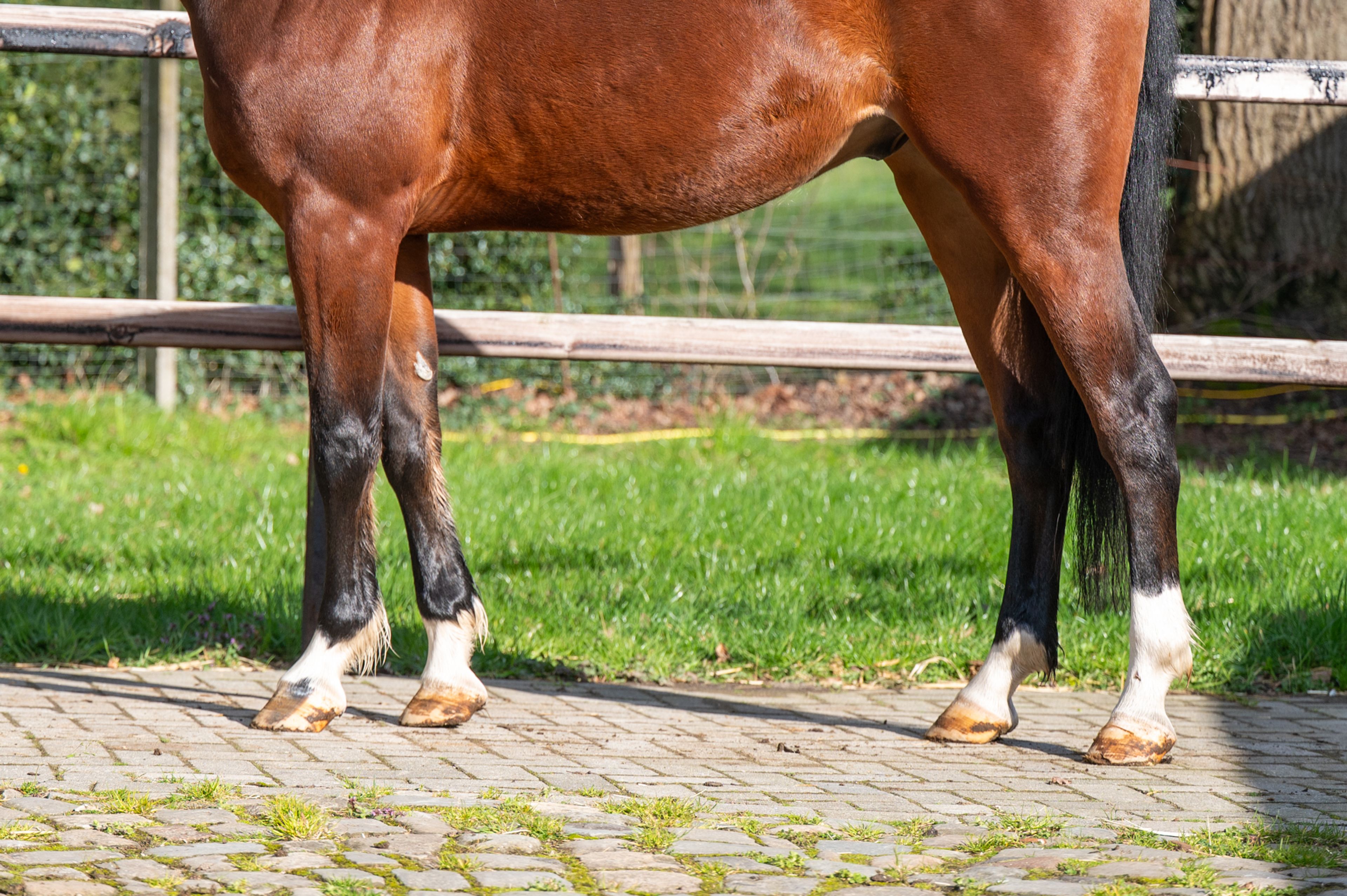 Larnacoeur de Vomorin (GFE CICAVE DU TALUS x LIMBO) - Image 12