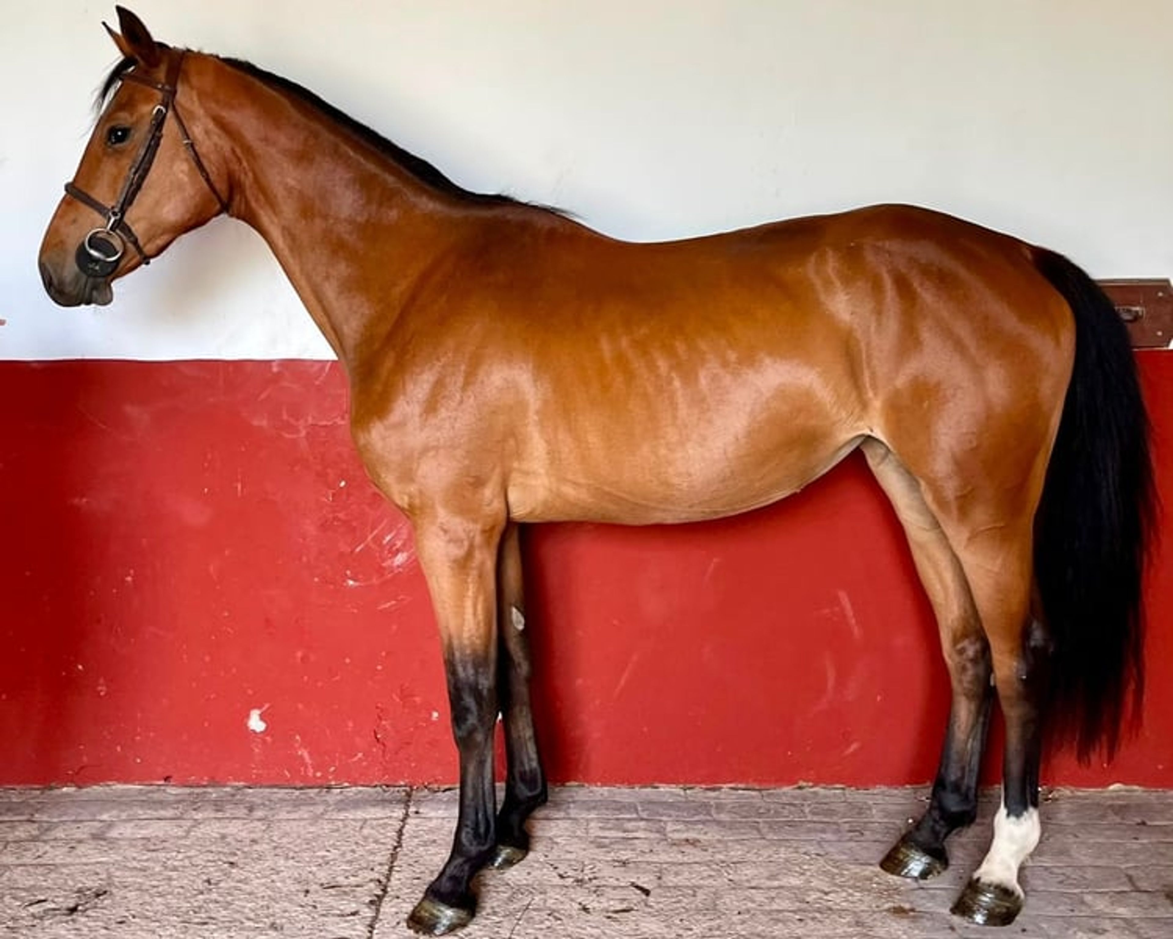 Mare with Many Excellent Qualities!