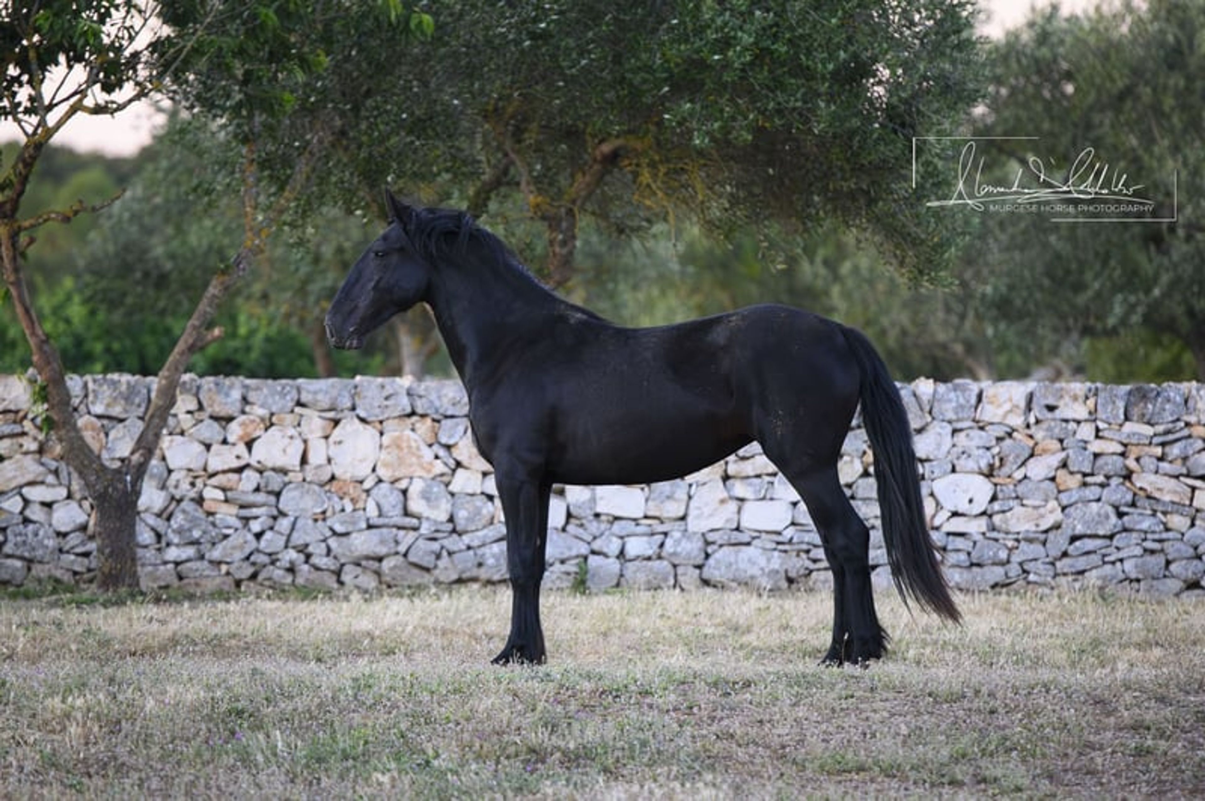 Very typical and elastic Murgese filly, ideal for dressage.